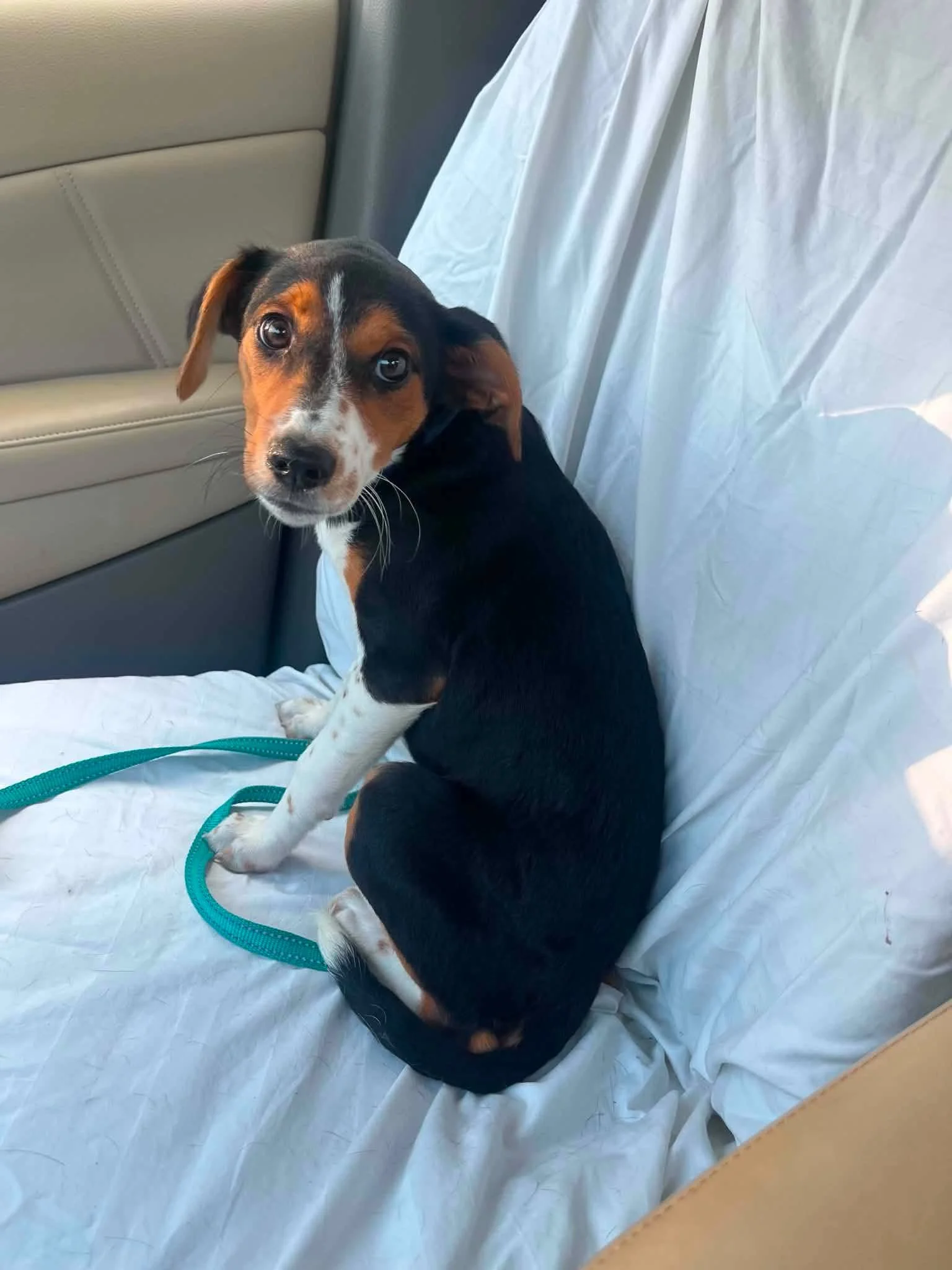 notorious-dog-rescue-poppy-04.jpg