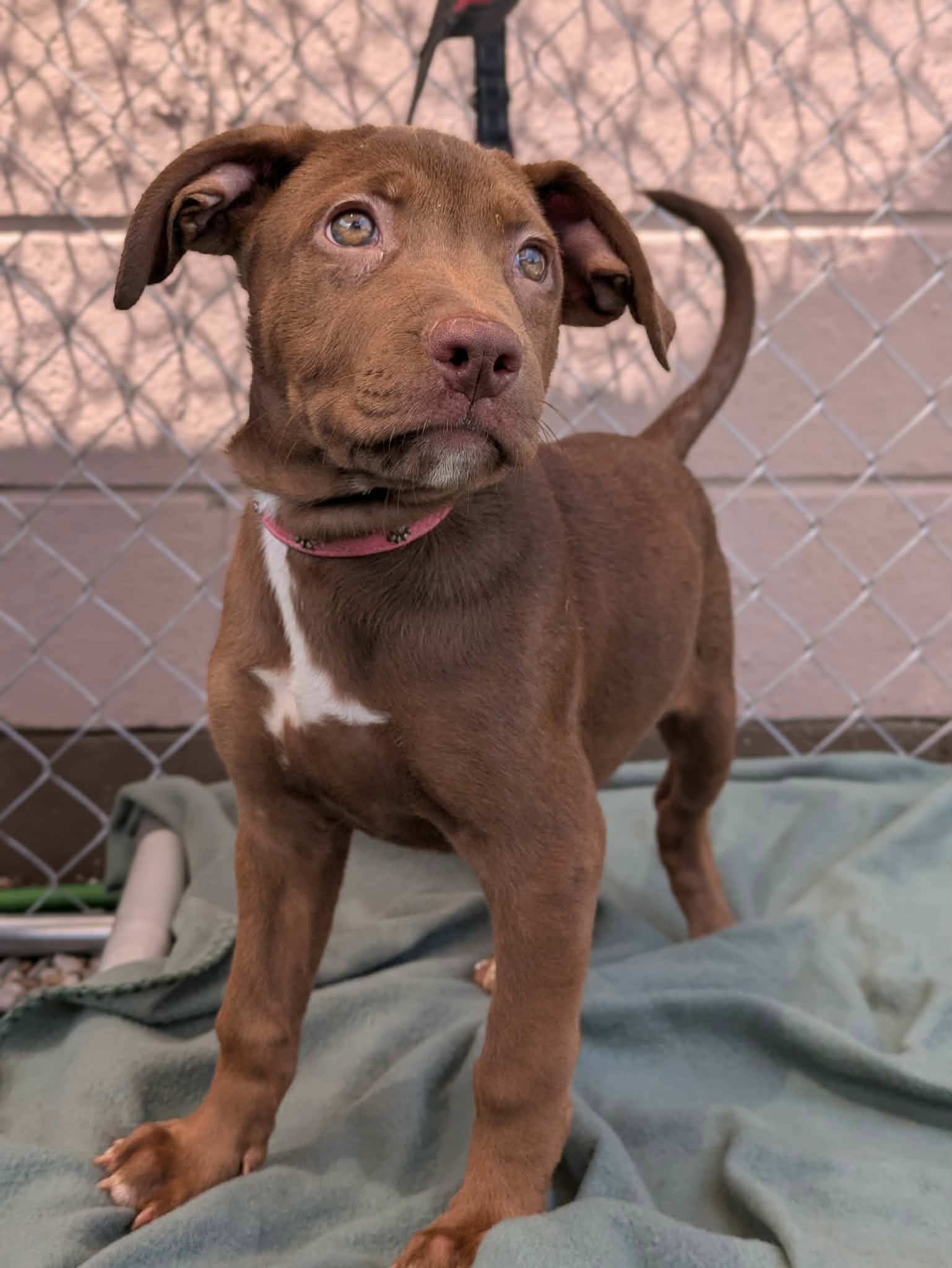 notorious-dog-rescue-peggysue-02.jpg