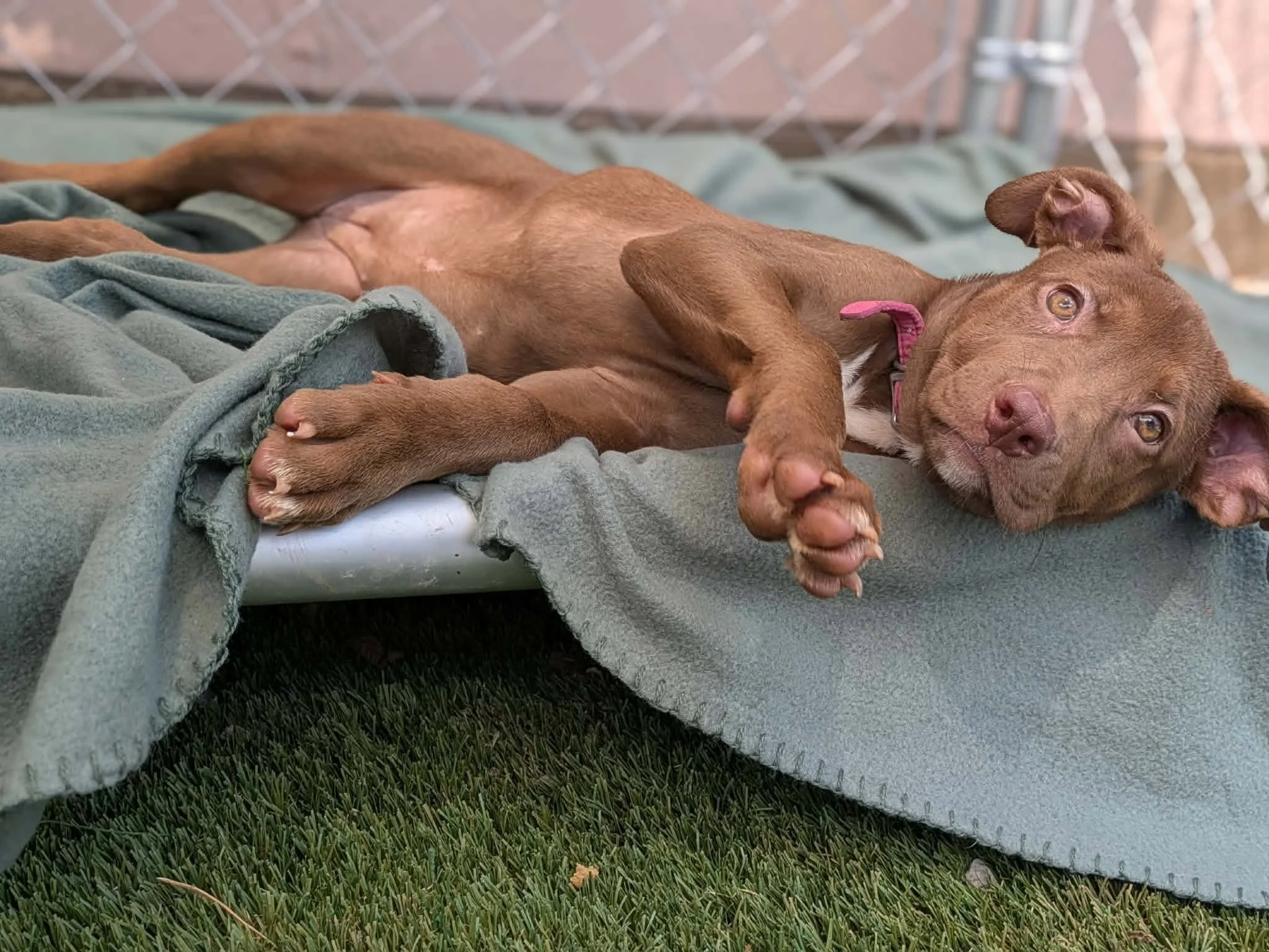 notorious-dog-rescue-peggysue-03.jpg