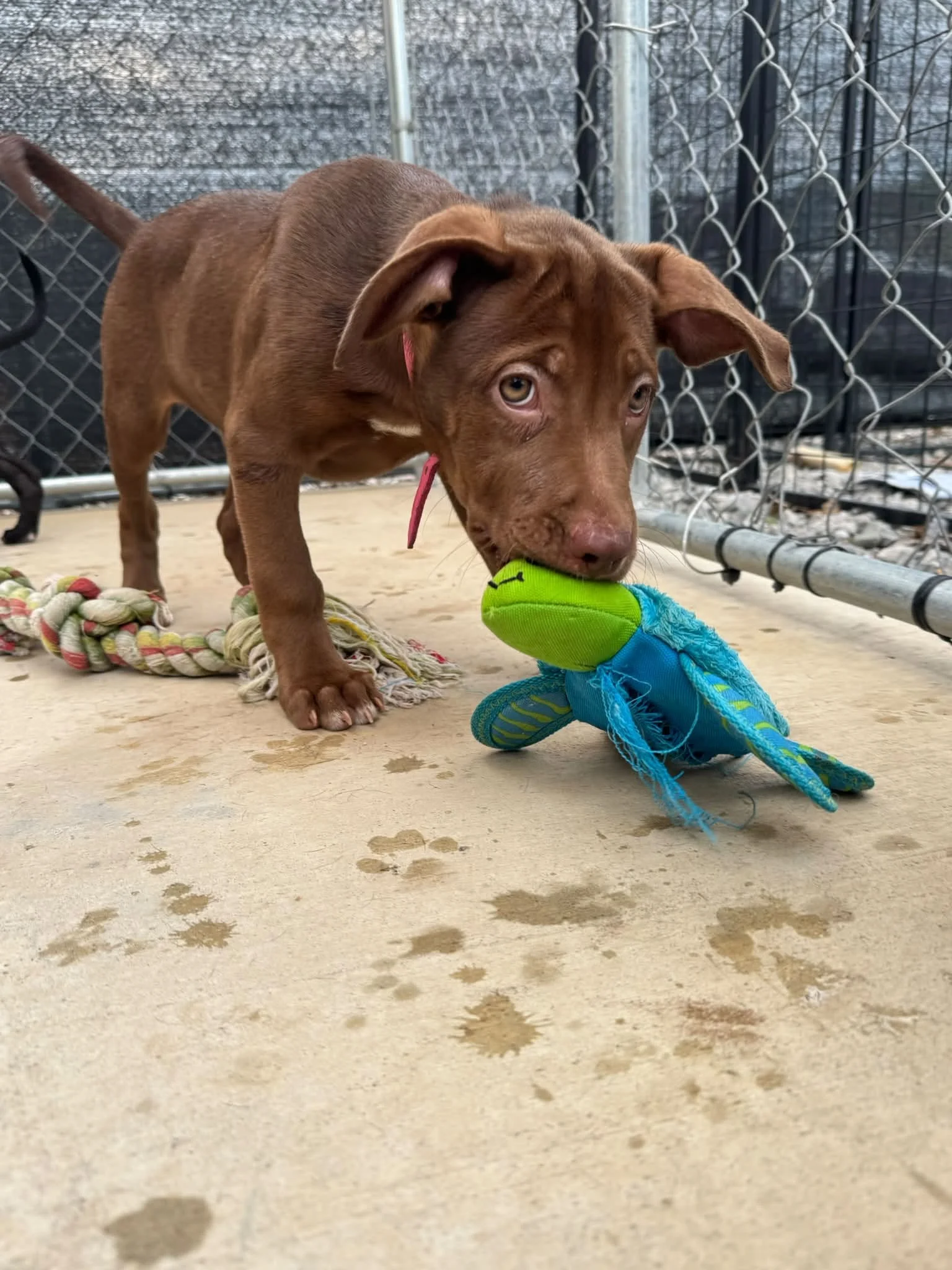 notorious-dog-rescue-peggysue-04.jpg