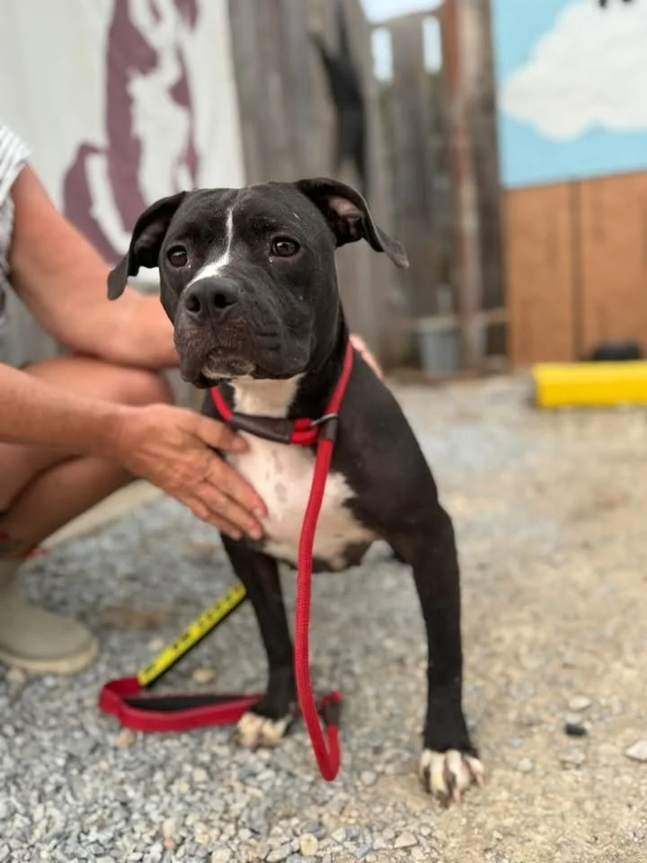 notorious-dog-rescue-lita-02.jpg