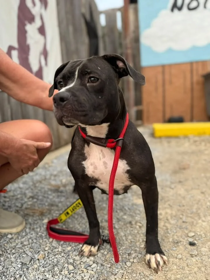 notorious-dog-rescue-lita-03.jpg
