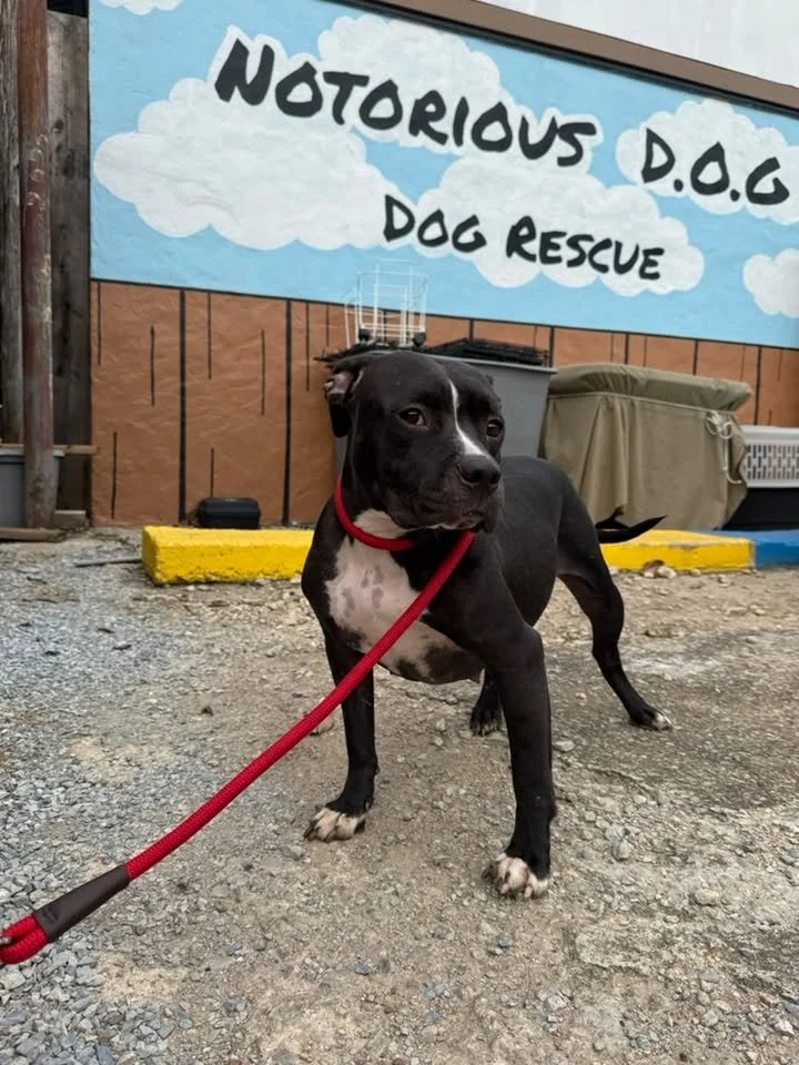 notorious-dog-rescue-lita-05.jpg