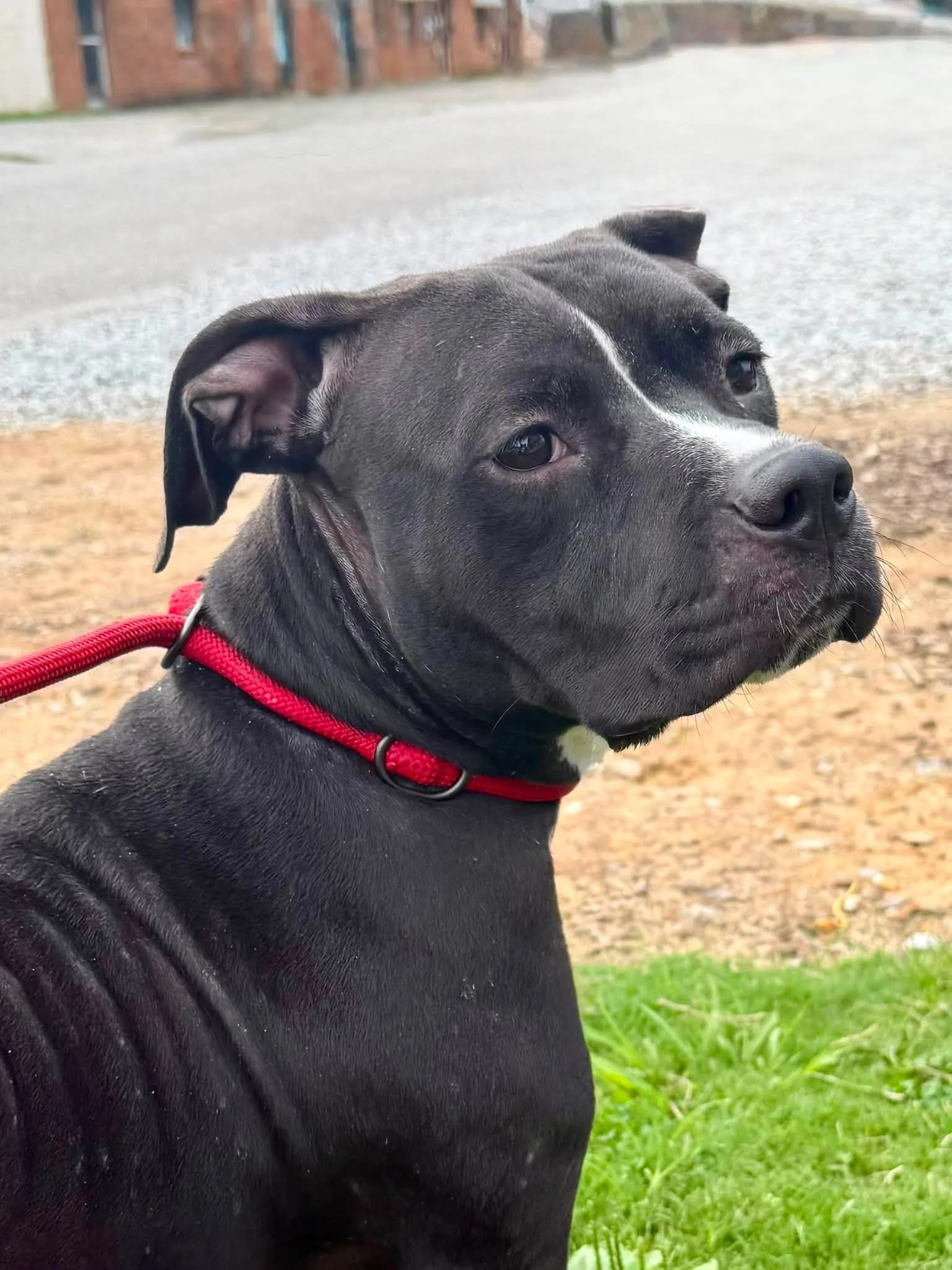 notorious-dog-rescue-lita-07.jpg