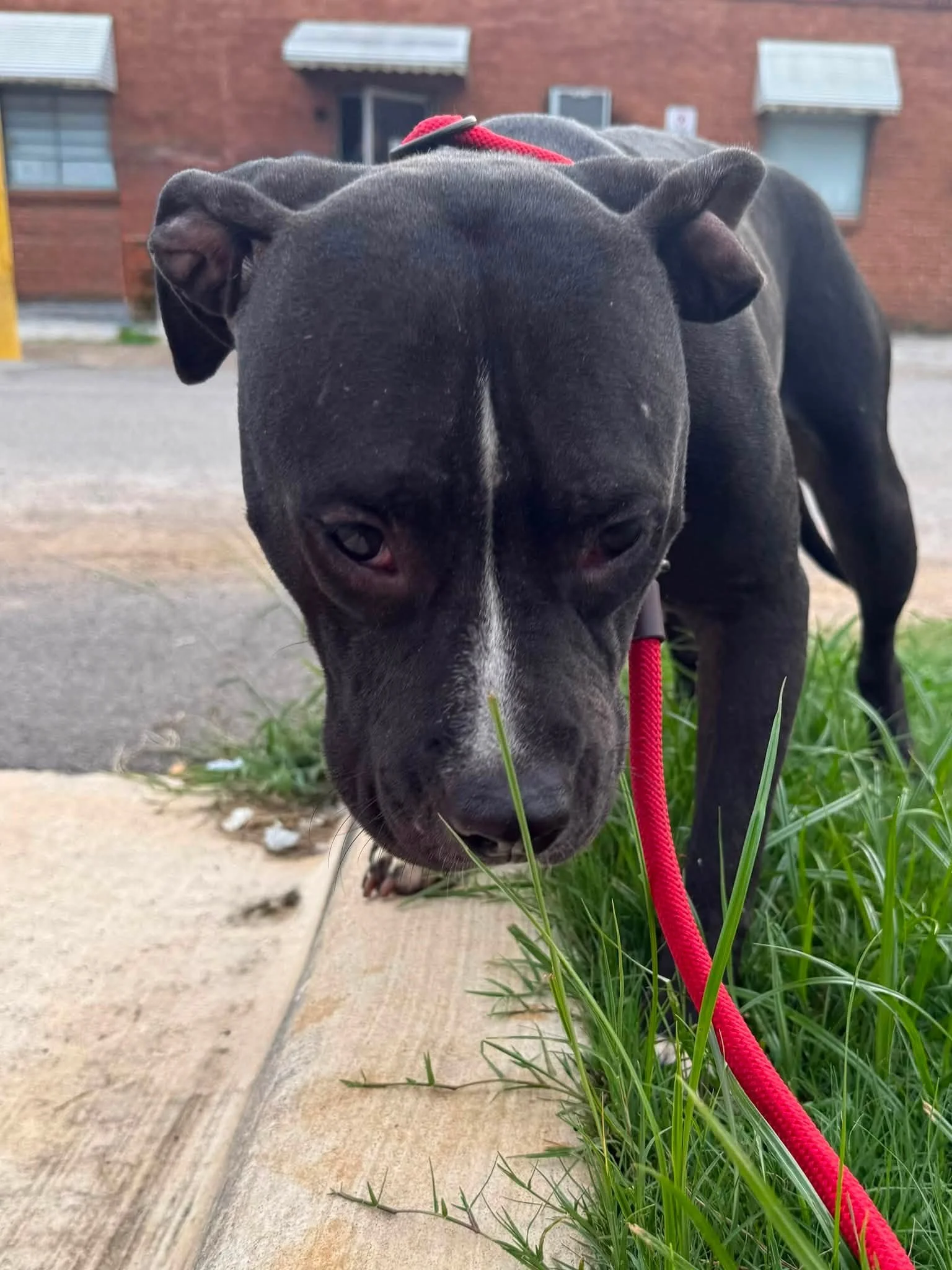 notorious-dog-rescue-lita-08.jpg