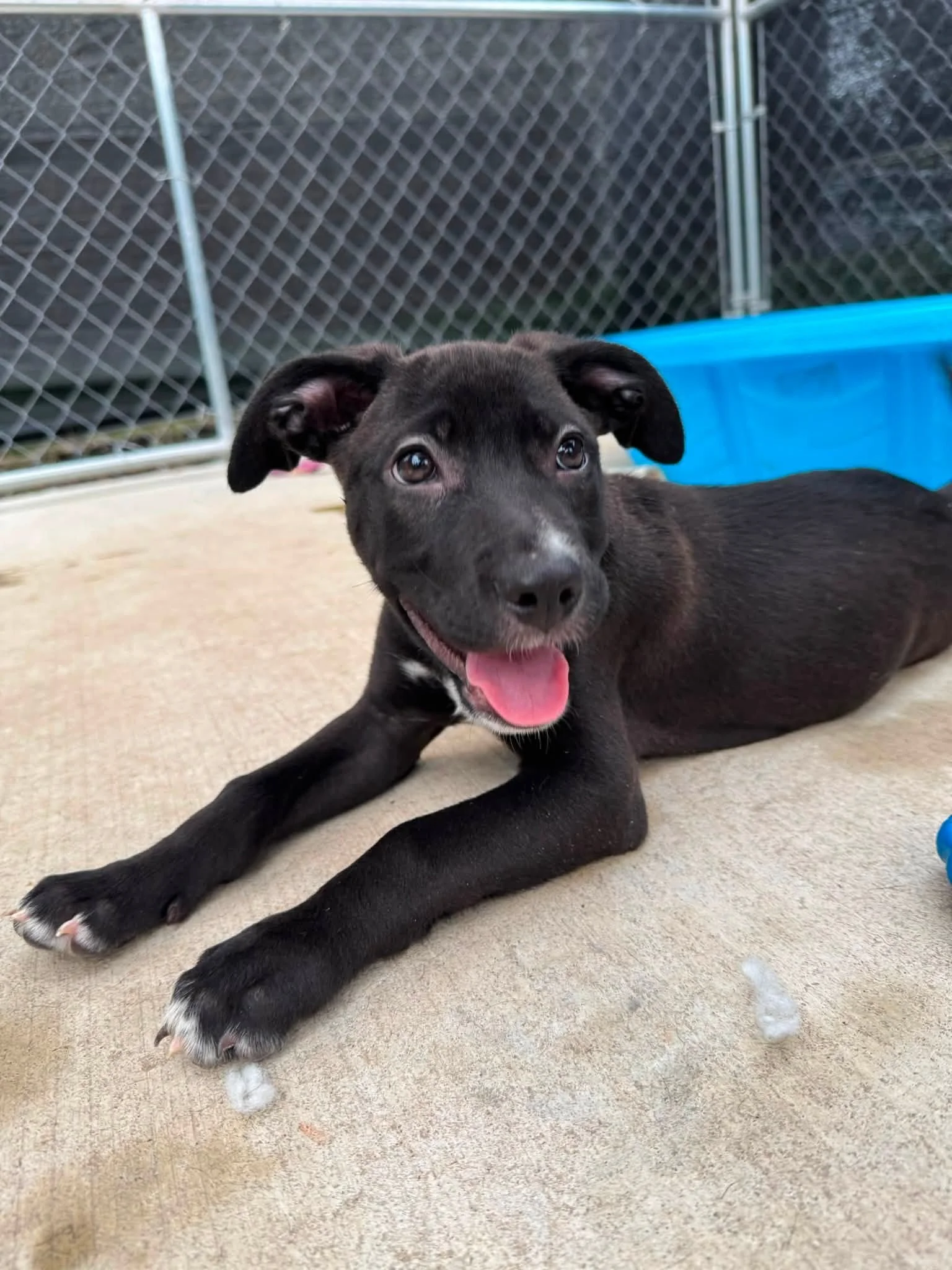 notorious-dog-rescue-jolene-02.jpg