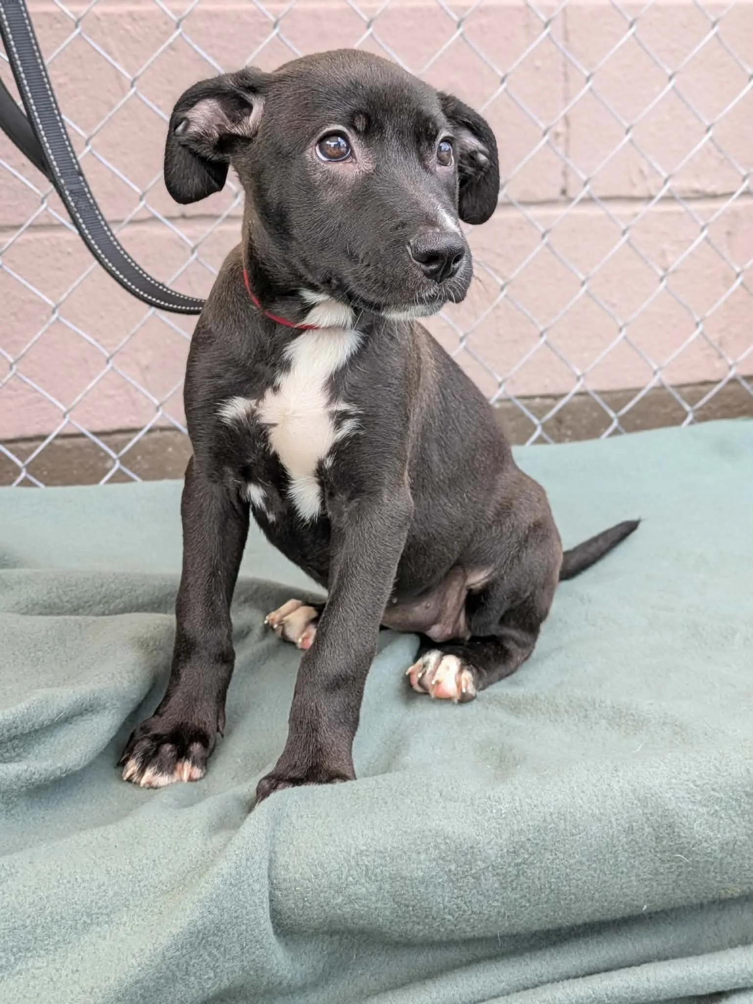 notorious-dog-rescue-jolene-03.jpg