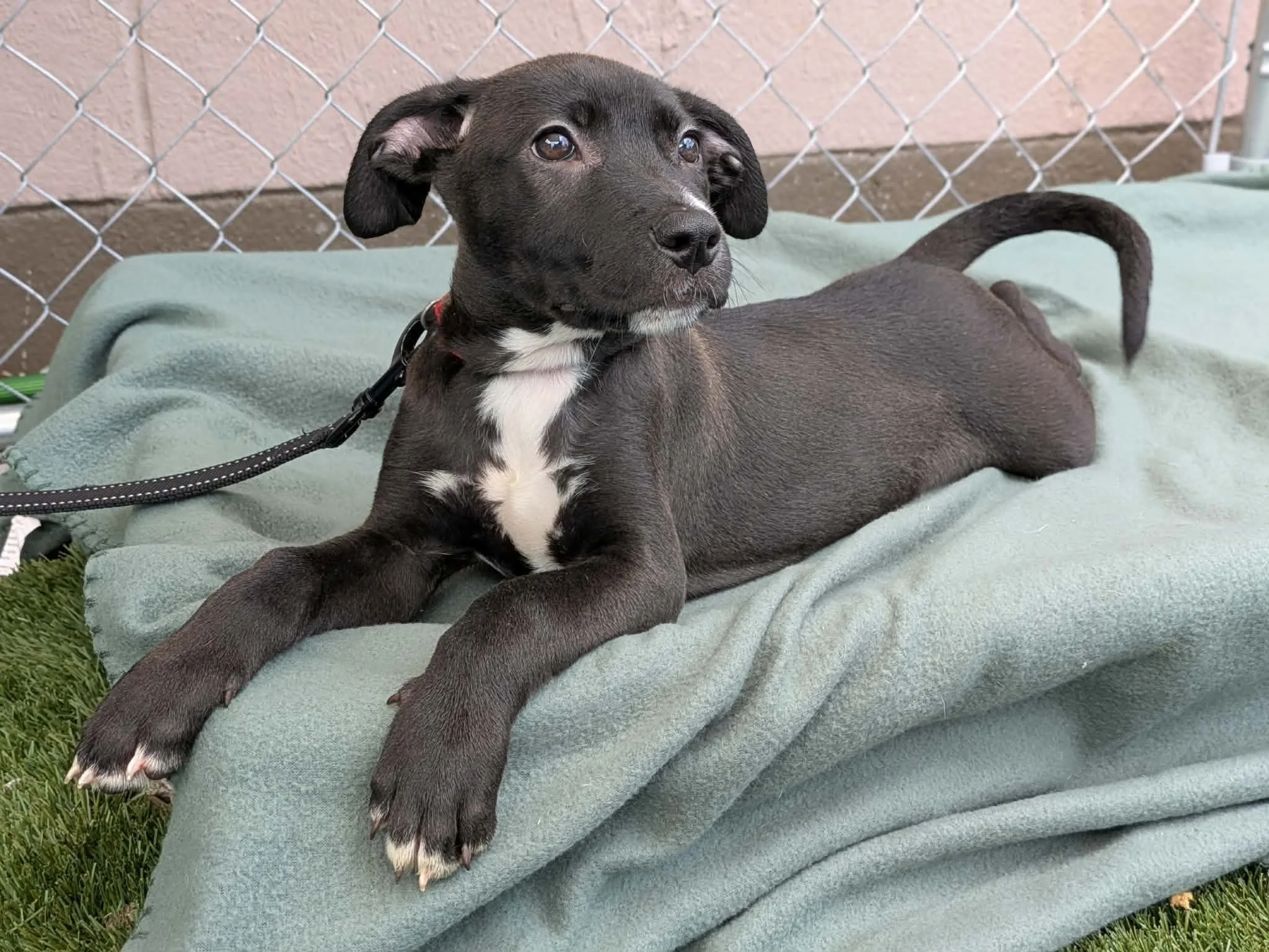 notorious-dog-rescue-jolene-04.jpg