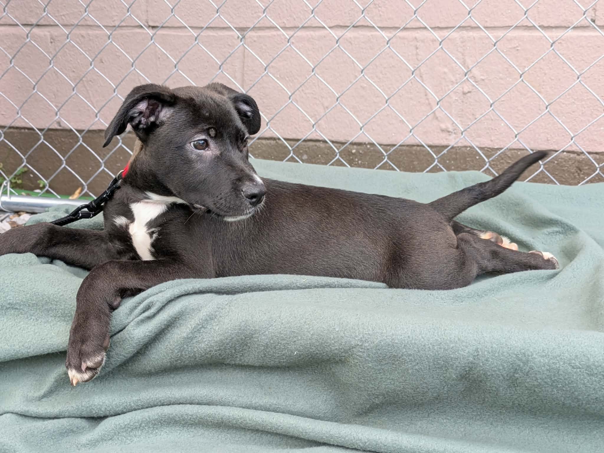 notorious-dog-rescue-jolene-05.jpg