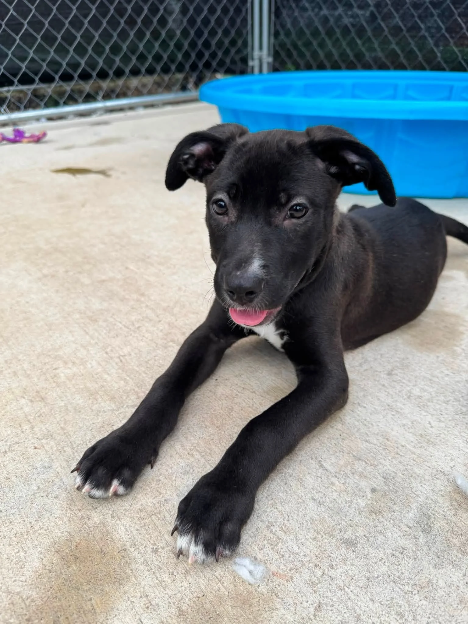 notorious-dog-rescue-jolene-06.jpg