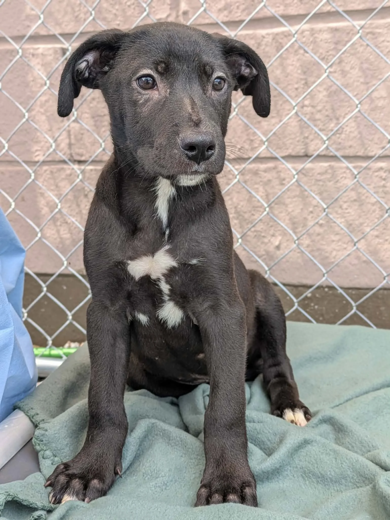 notorious-dog-rescue-jethro-01.jpg