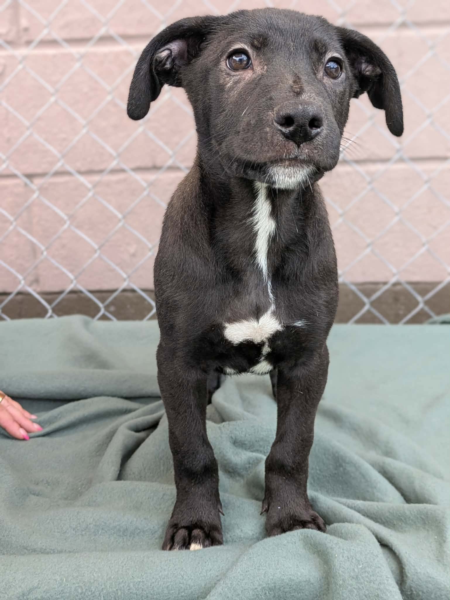 notorious-dog-rescue-jethro-02.jpg
