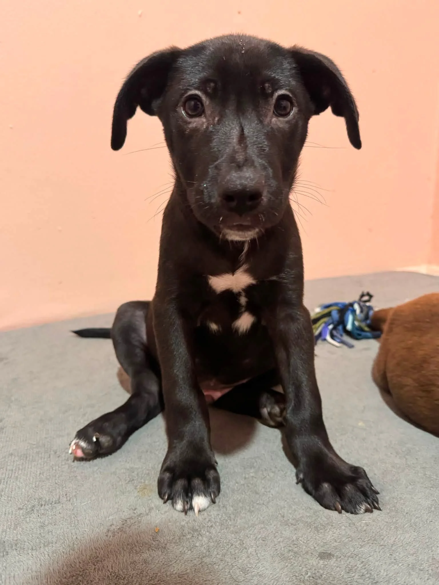 notorious-dog-rescue-jethro-03.jpg