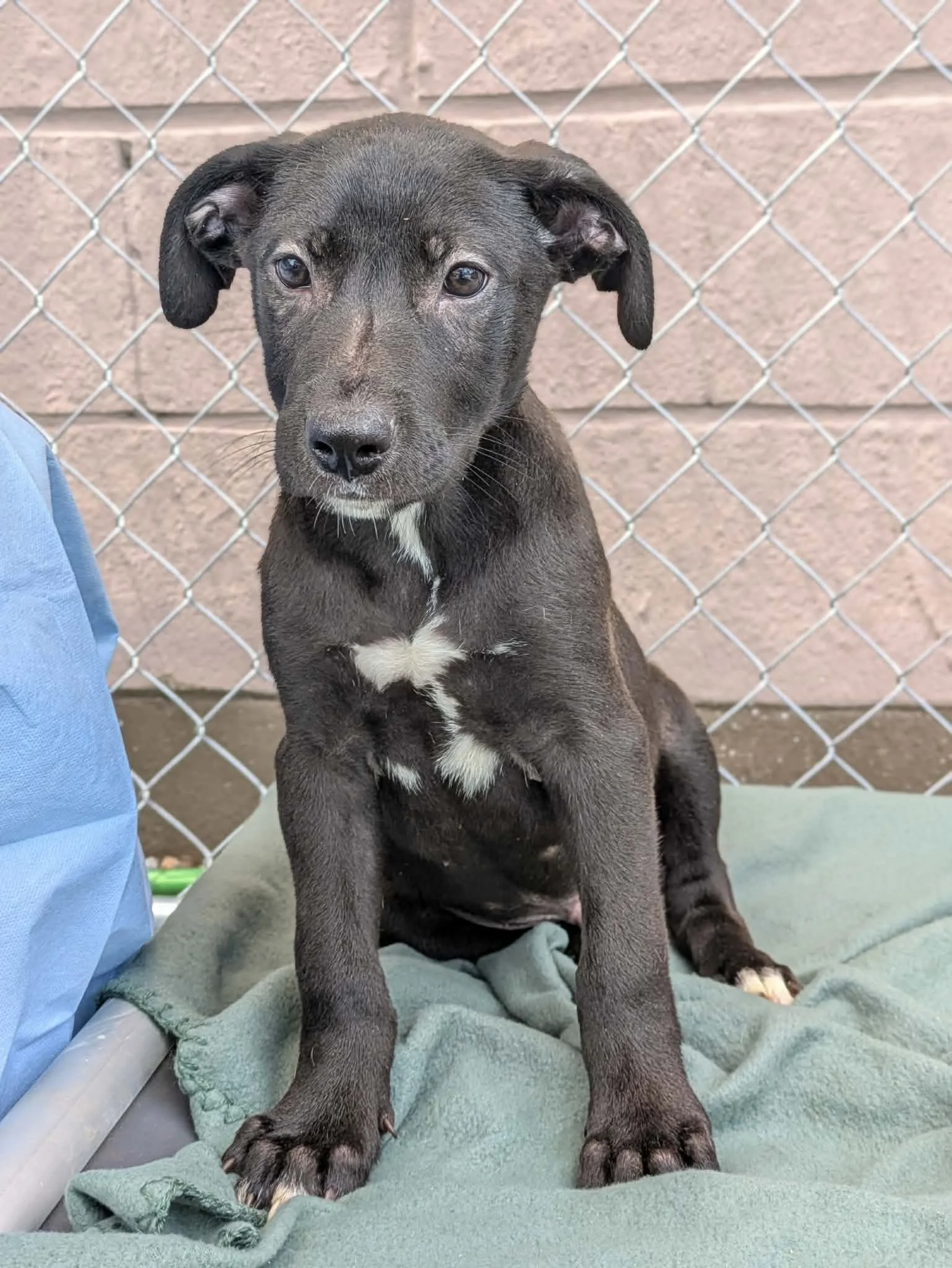 notorious-dog-rescue-jethro-04.jpg