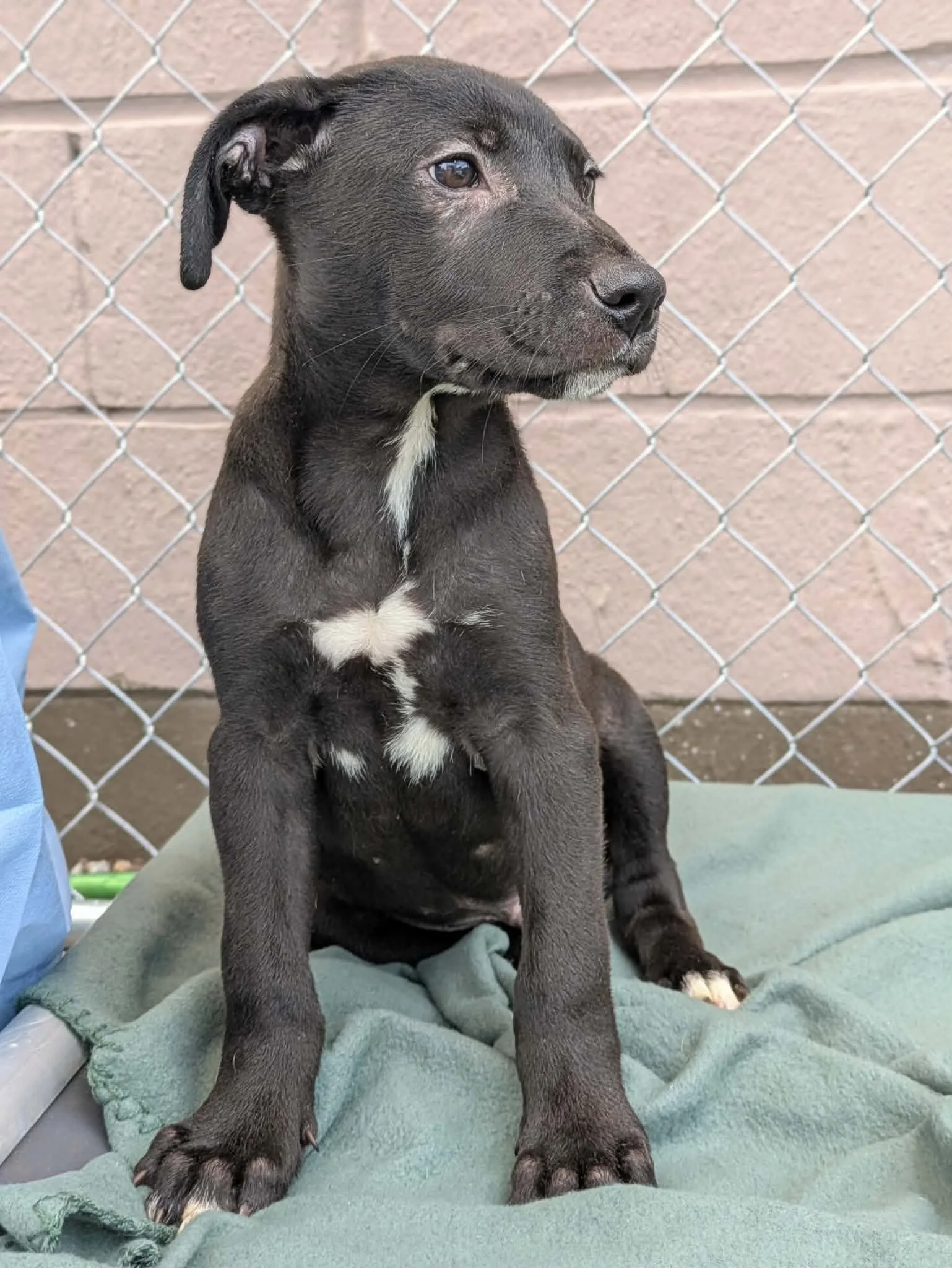 notorious-dog-rescue-jethro-05.jpg