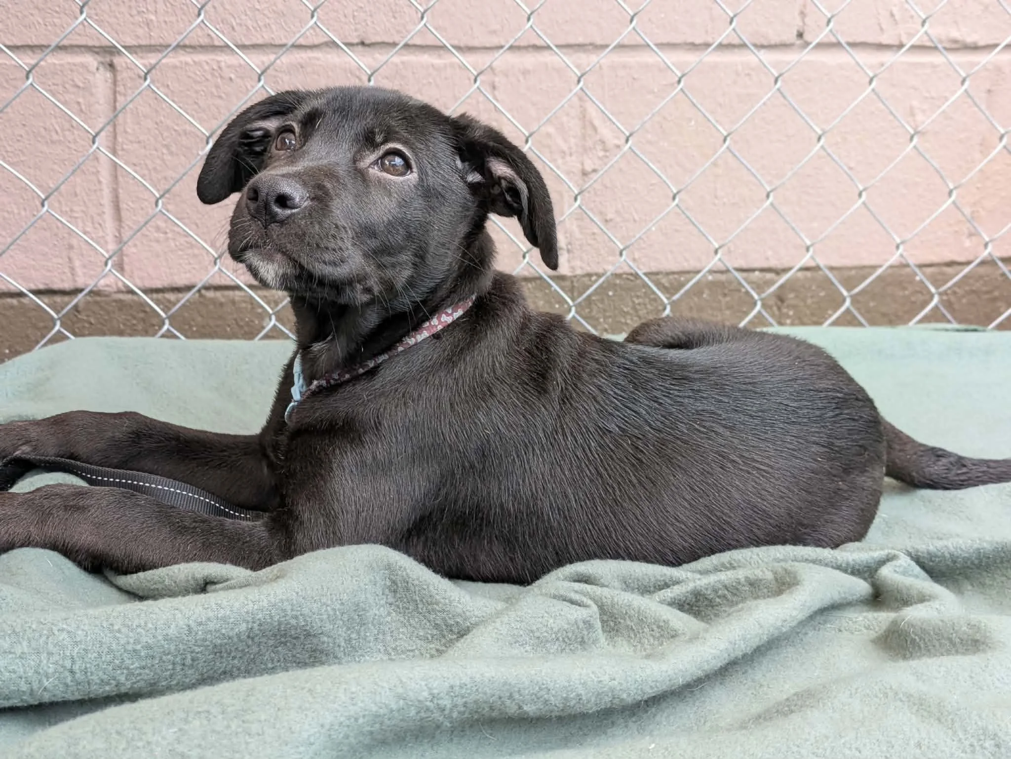 notorious-dog-rescue-jethro-06.jpg