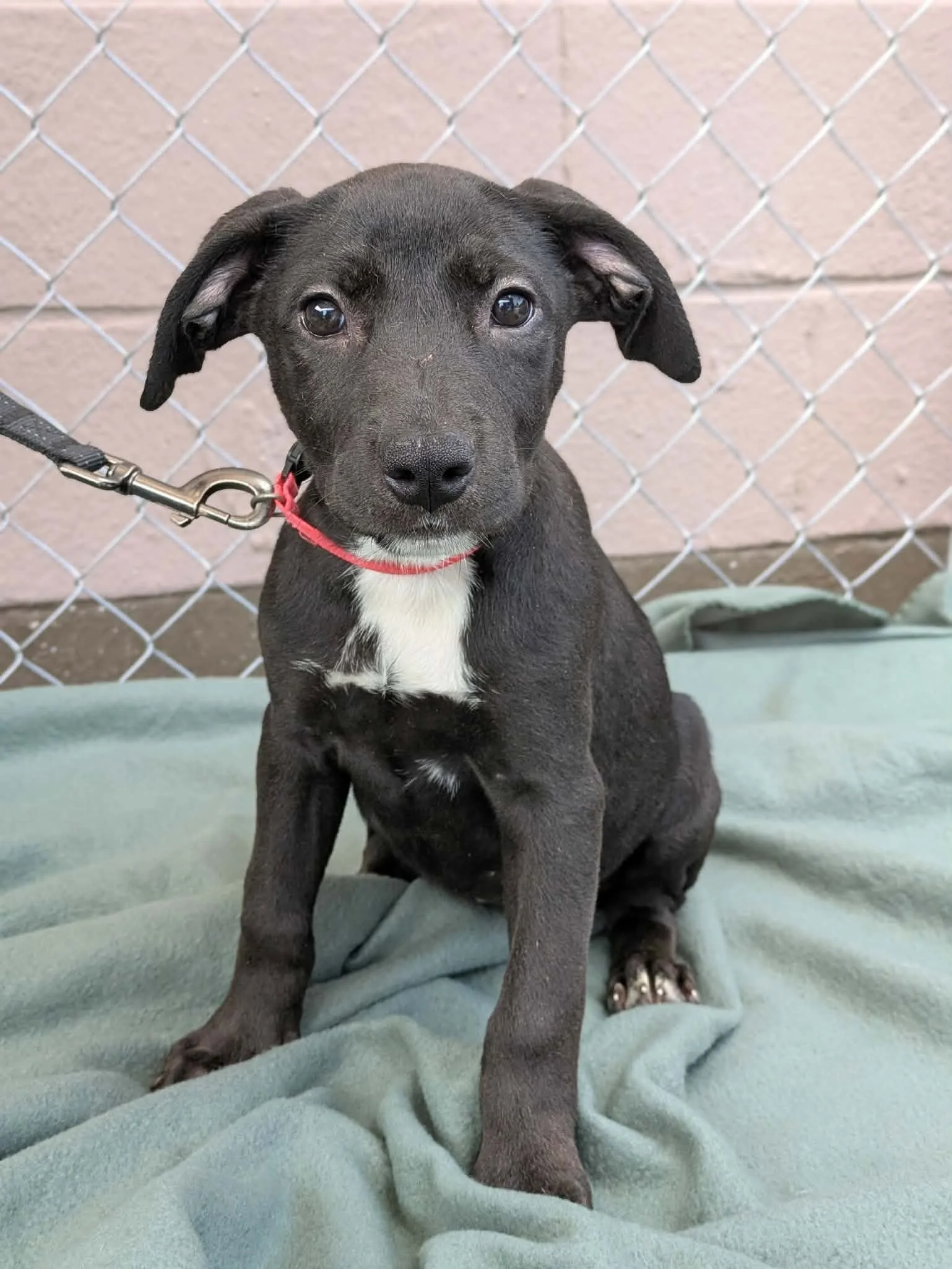 notorious-dog-rescue-gretchen-01.jpg