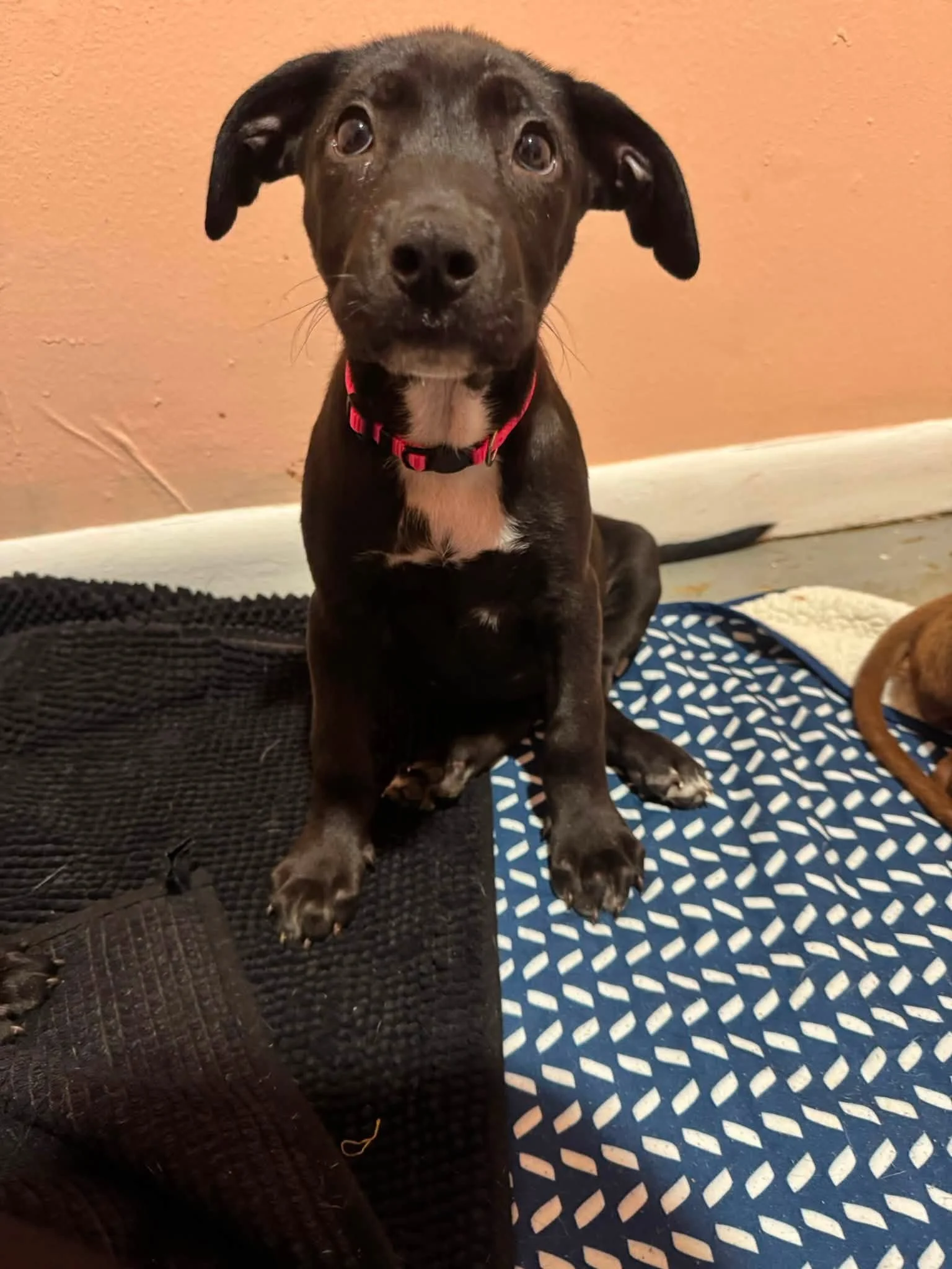 notorious-dog-rescue-gretchen-02.jpg