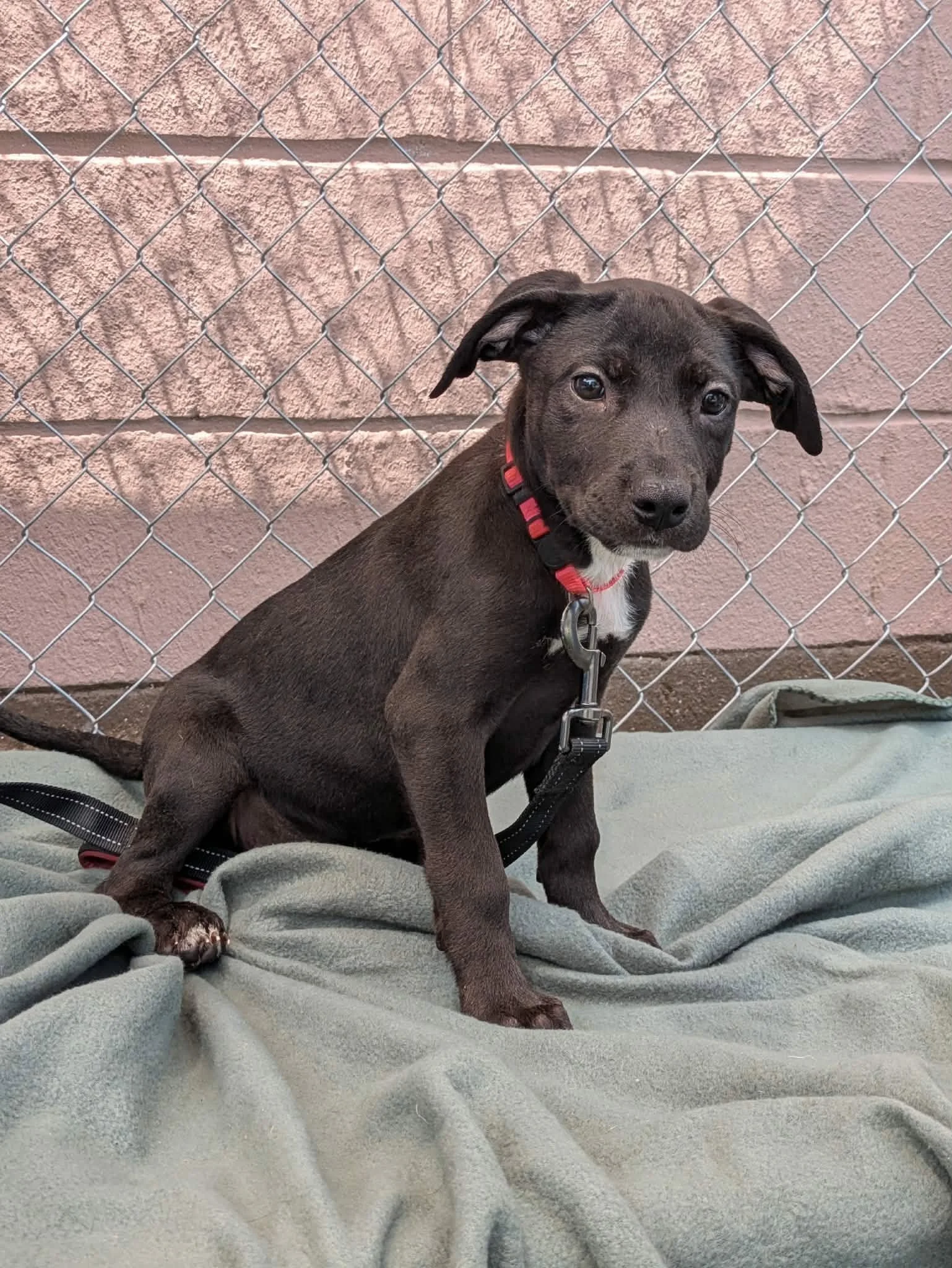 notorious-dog-rescue-gretchen-03.jpg