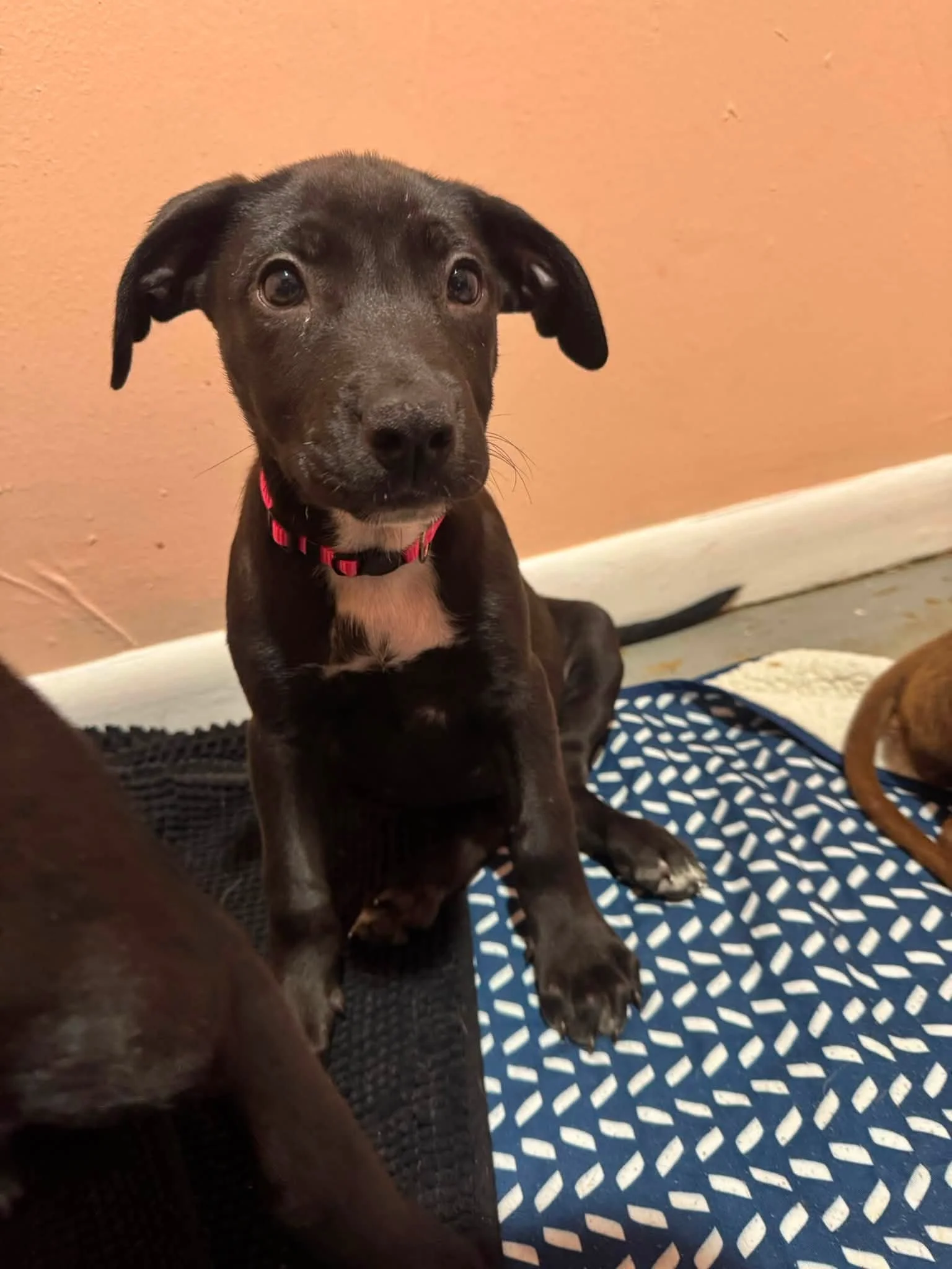 notorious-dog-rescue-gretchen-04.jpg