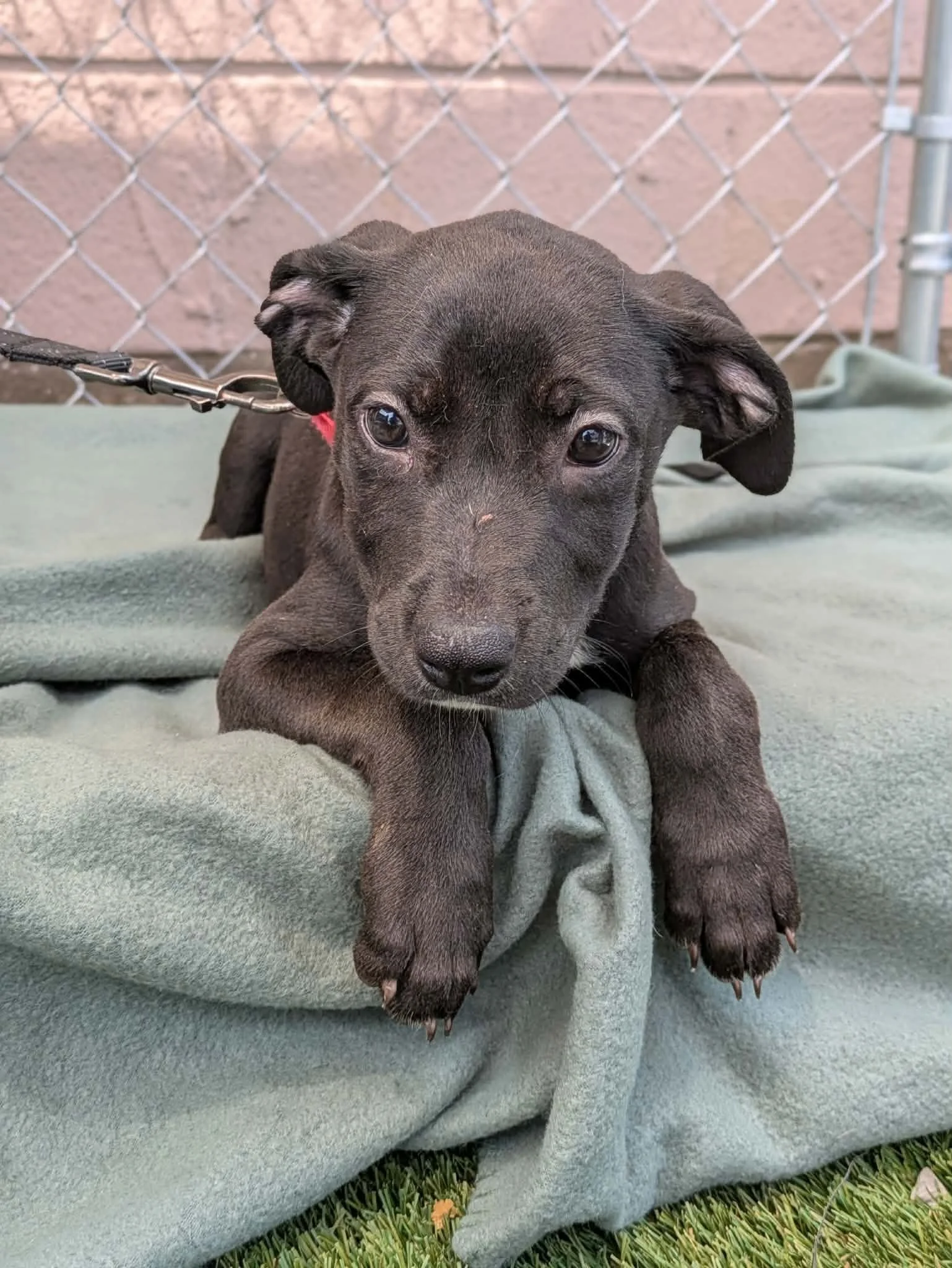 notorious-dog-rescue-gretchen-05.jpg