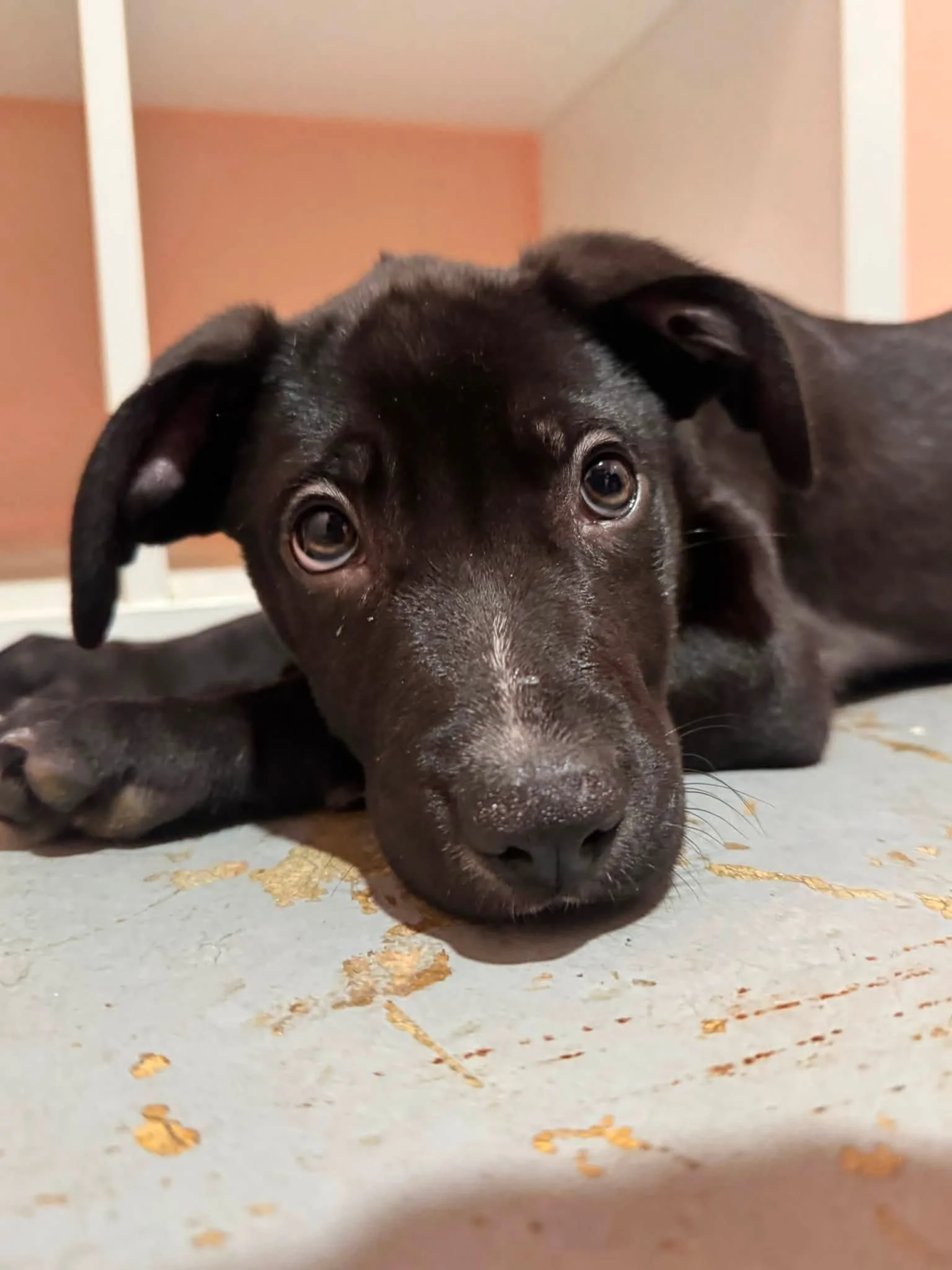 notorious-dog-rescue-earl-02.jpg