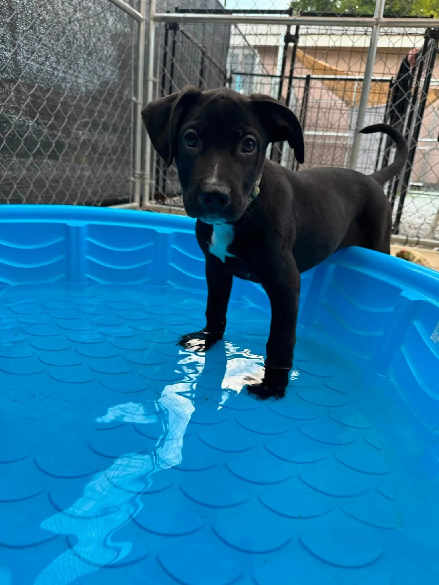 notorious-dog-rescue-earl-03.jpg