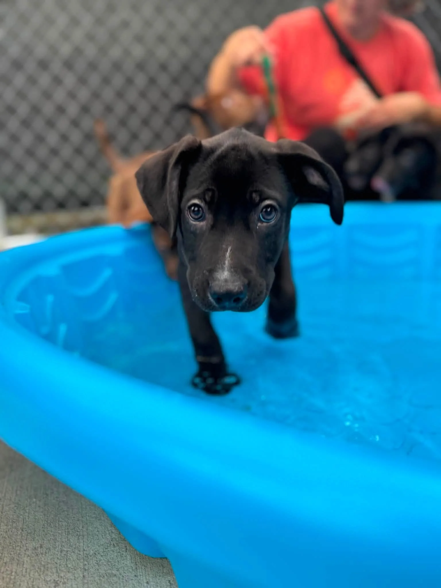 notorious-dog-rescue-earl-04.jpg