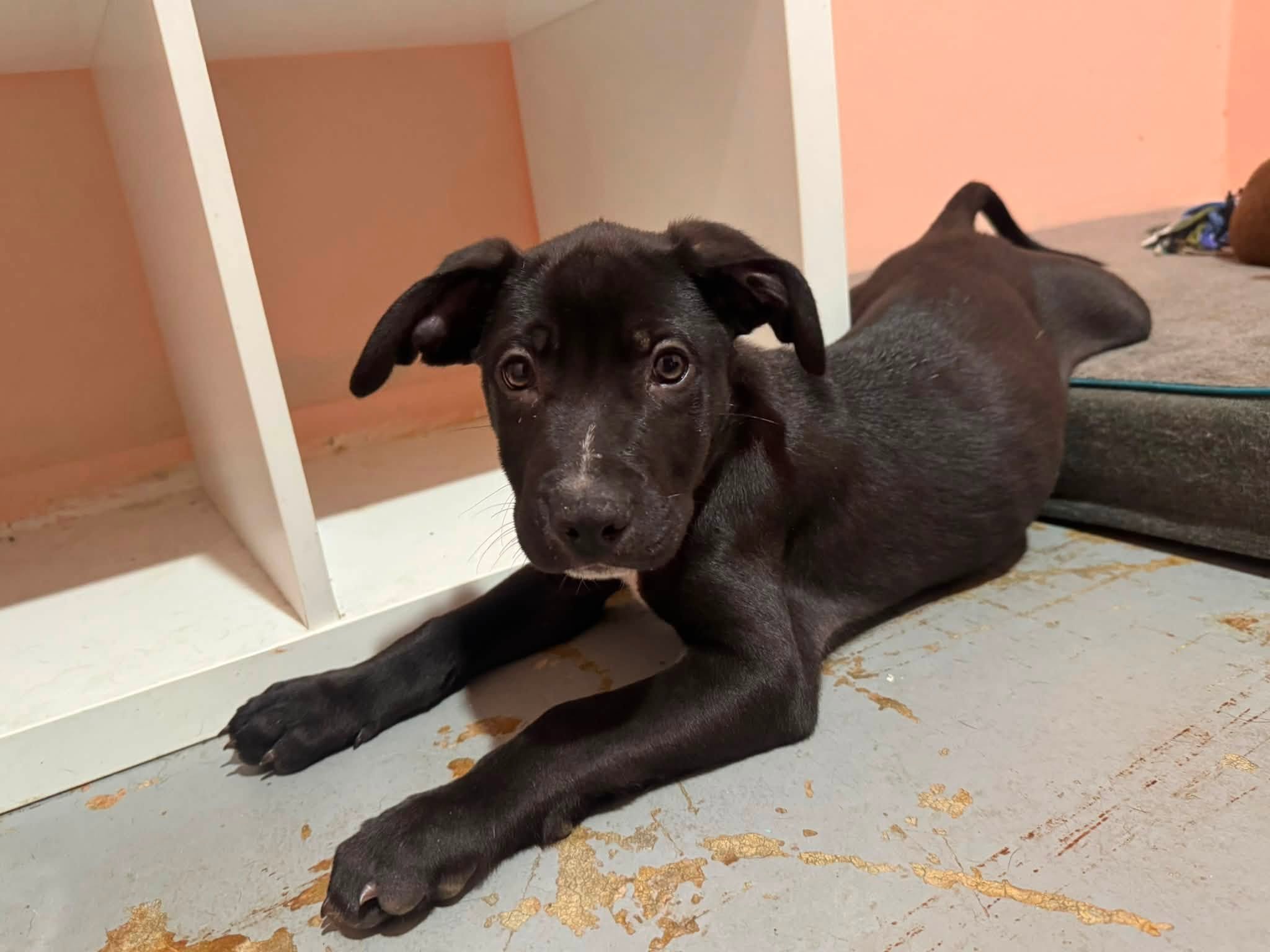 notorious-dog-rescue-earl-05.jpg