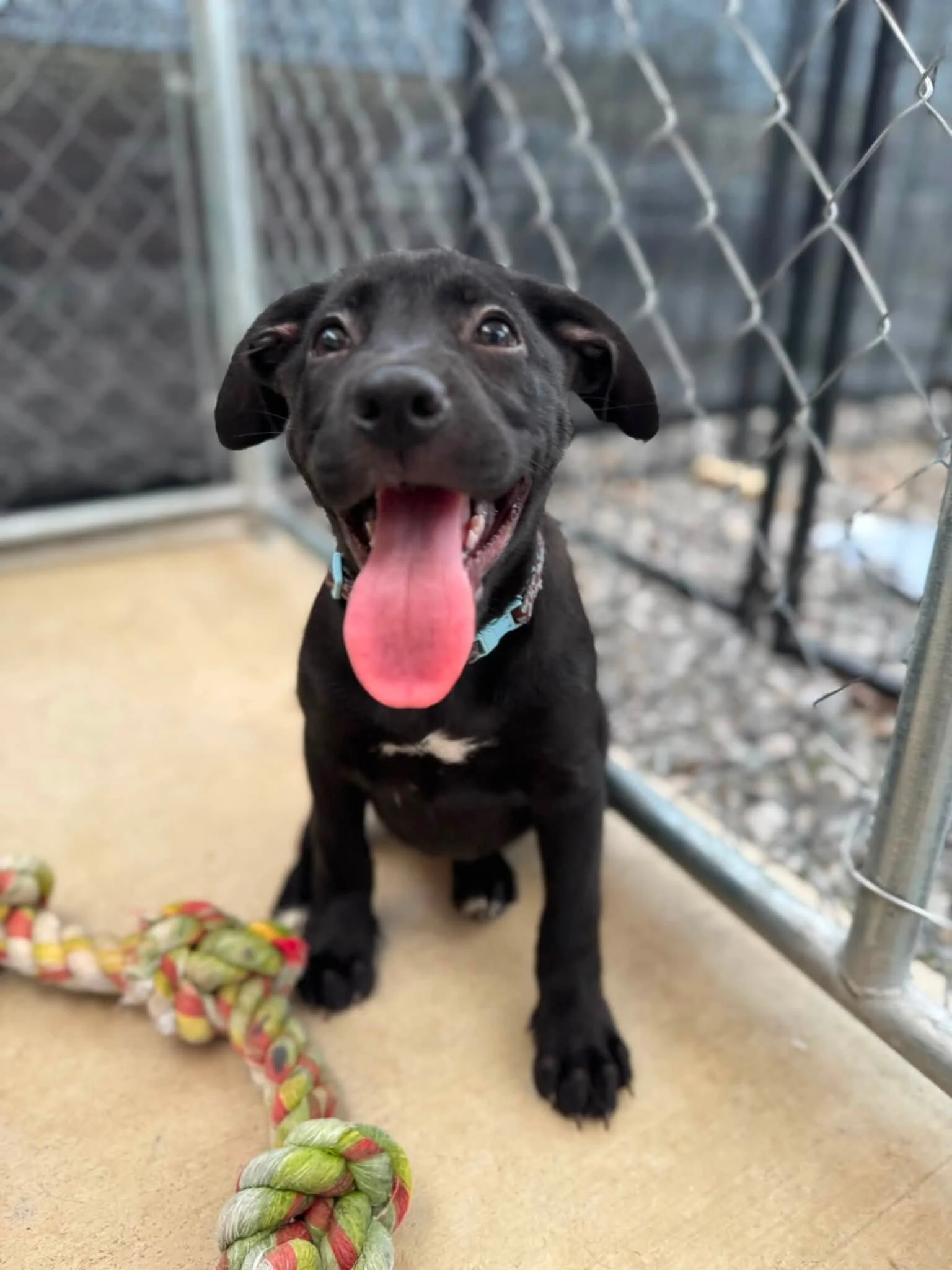 notorious-dog-rescue-darlene-01.jpg