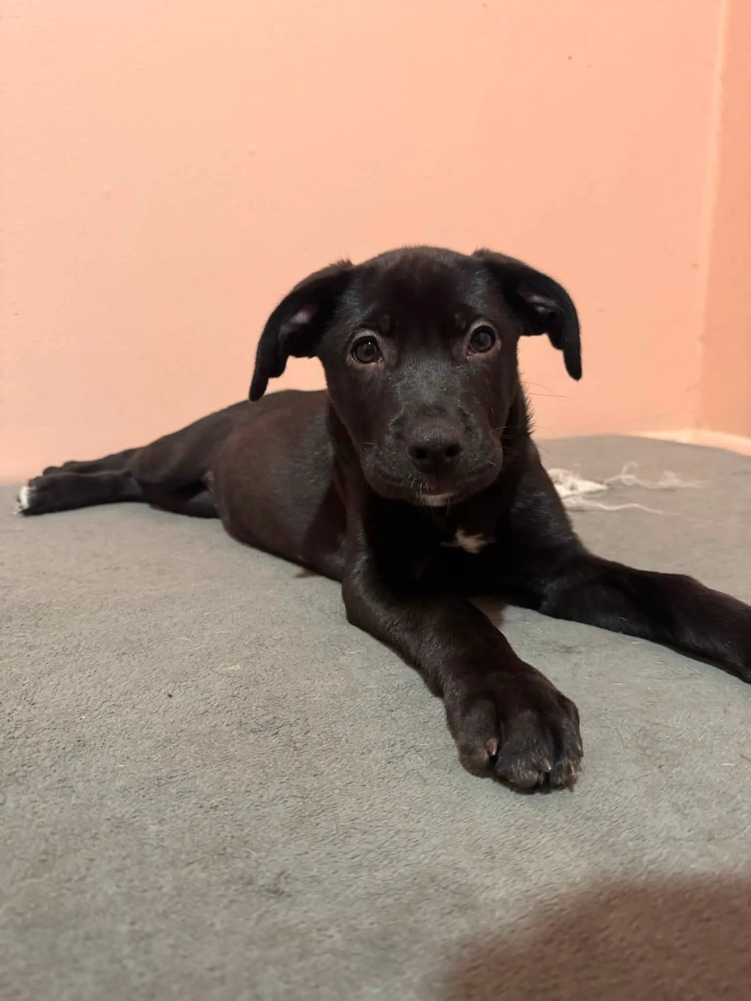notorious-dog-rescue-darlene-02.jpg