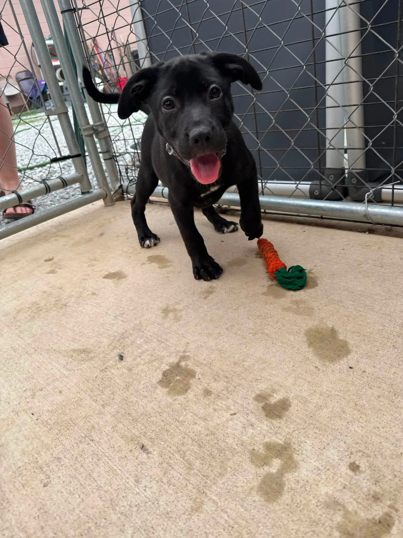 notorious-dog-rescue-darlene-03.jpg