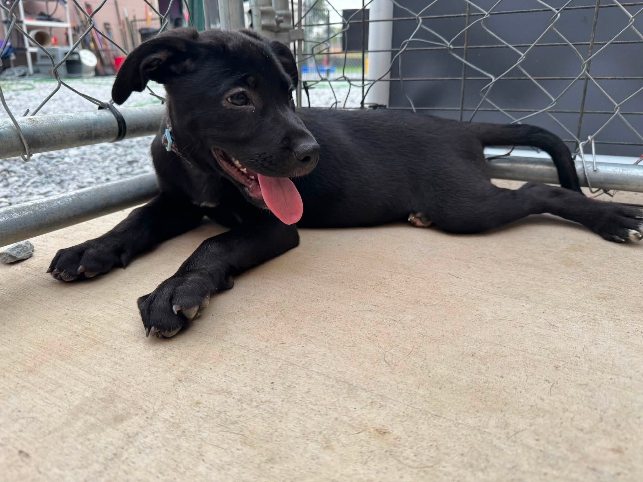 notorious-dog-rescue-darlene-04.jpg
