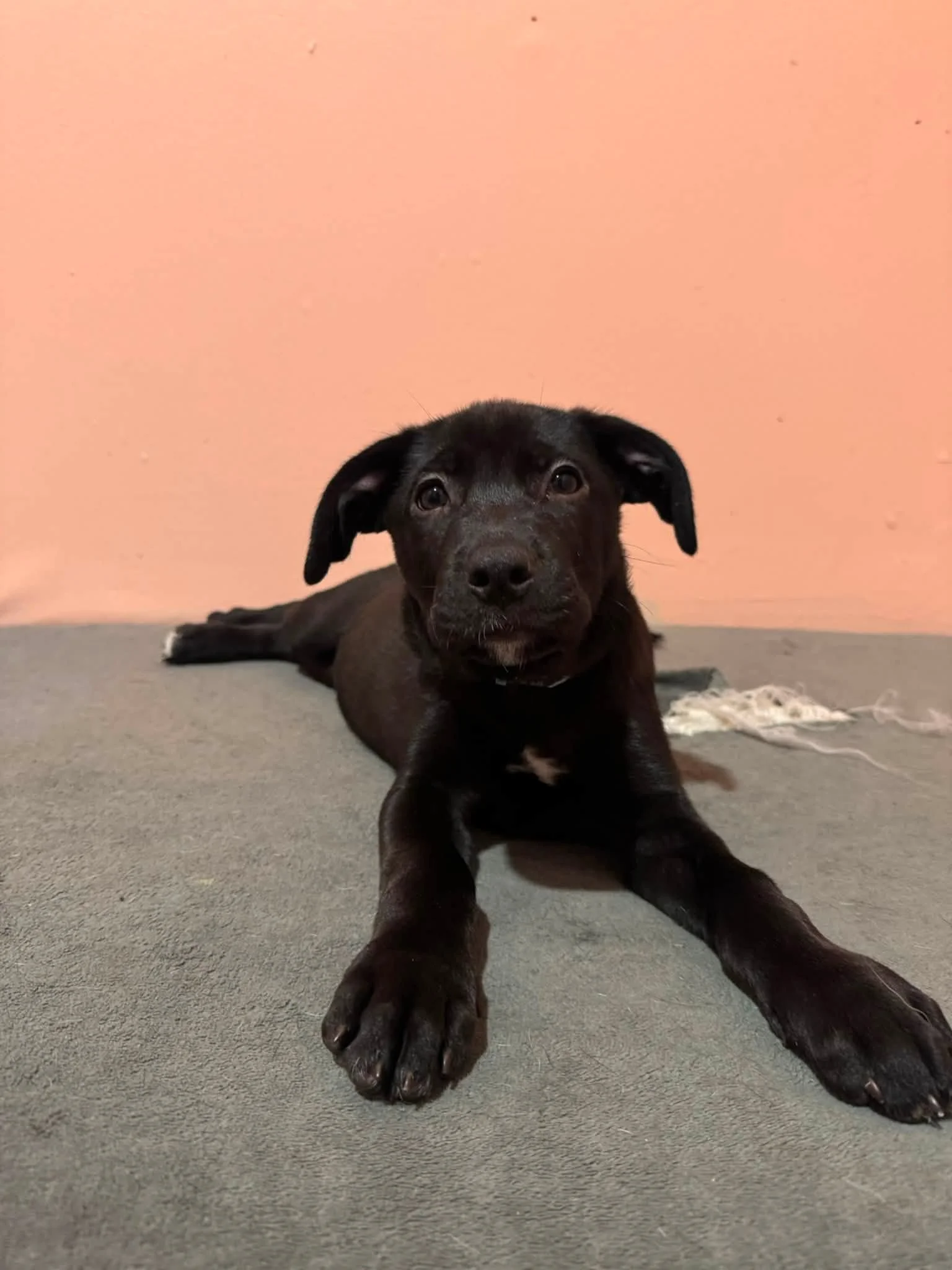notorious-dog-rescue-darlene-05.jpg