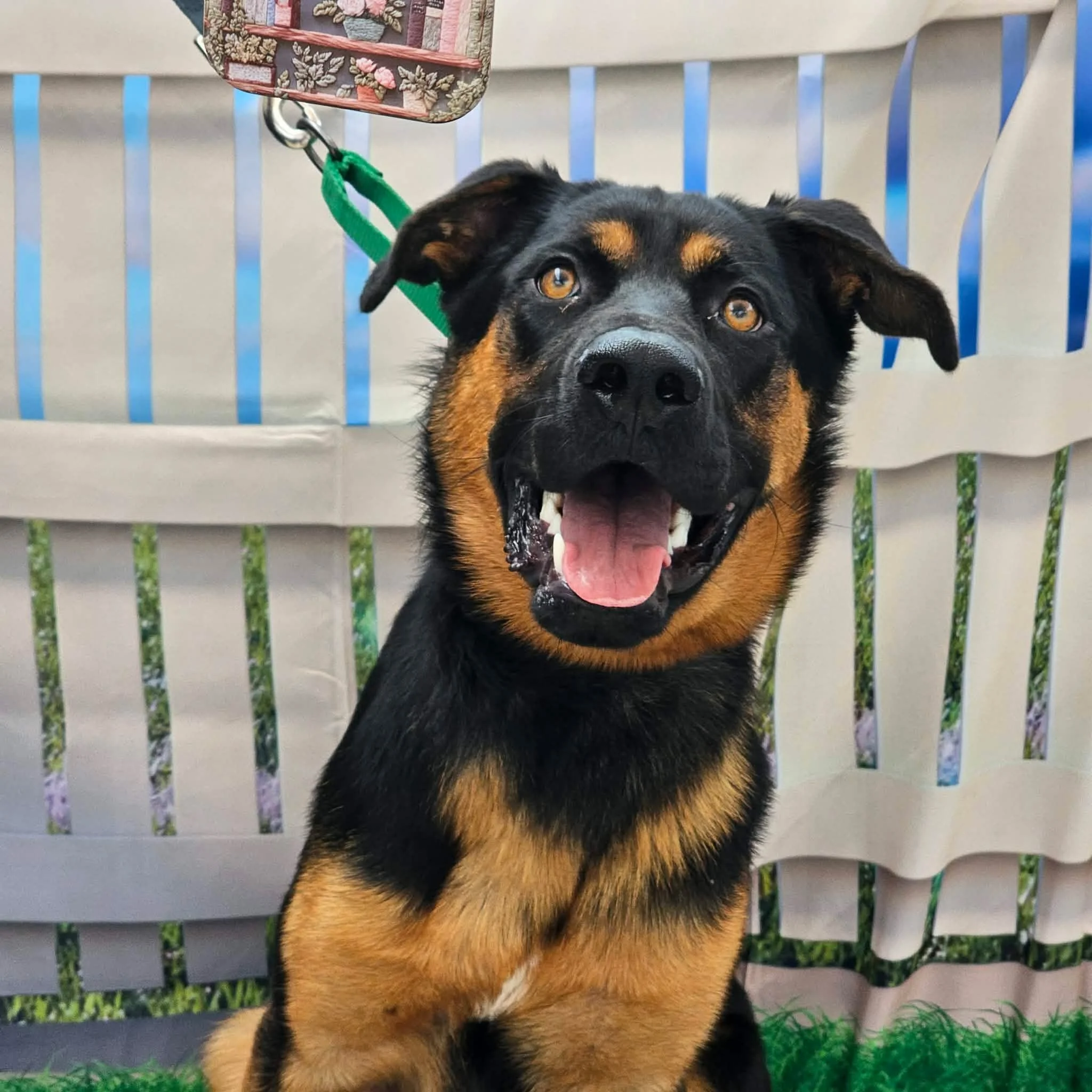 notorious-dog-rescue-woody-01.jpg