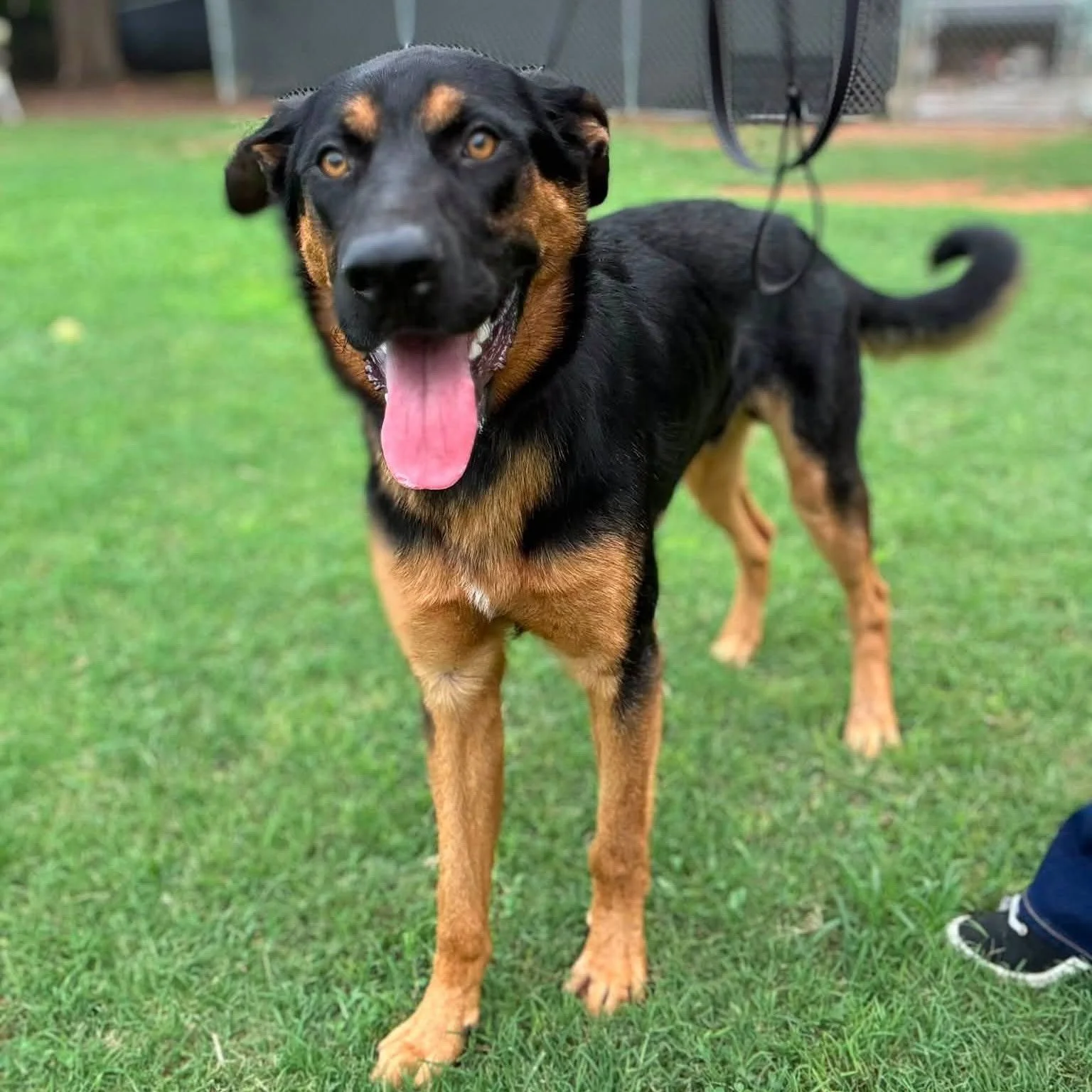 notorious-dog-rescue-woody-02.jpeg