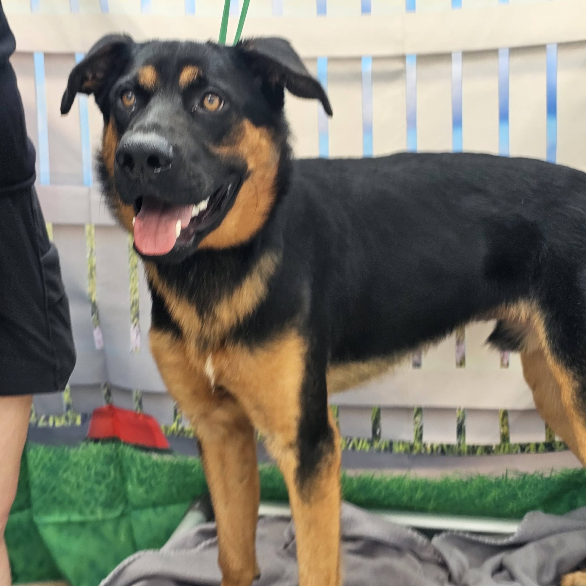 notorious-dog-rescue-woody-03.jpg