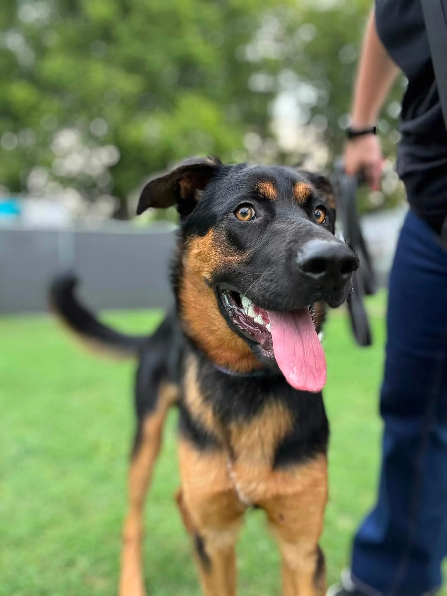 notorious-dog-rescue-woody-04.jpg
