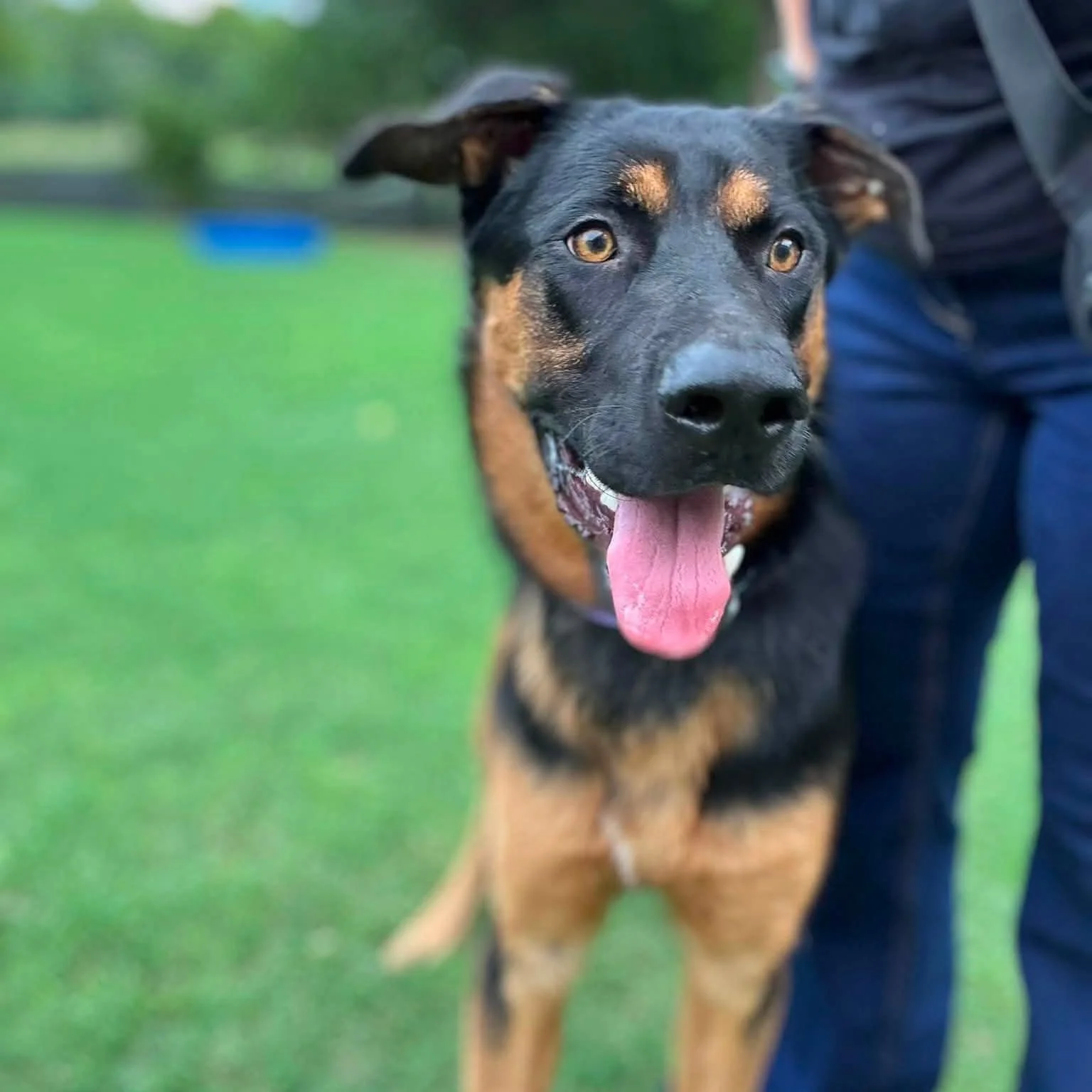 notorious-dog-rescue-woody-05.jpeg