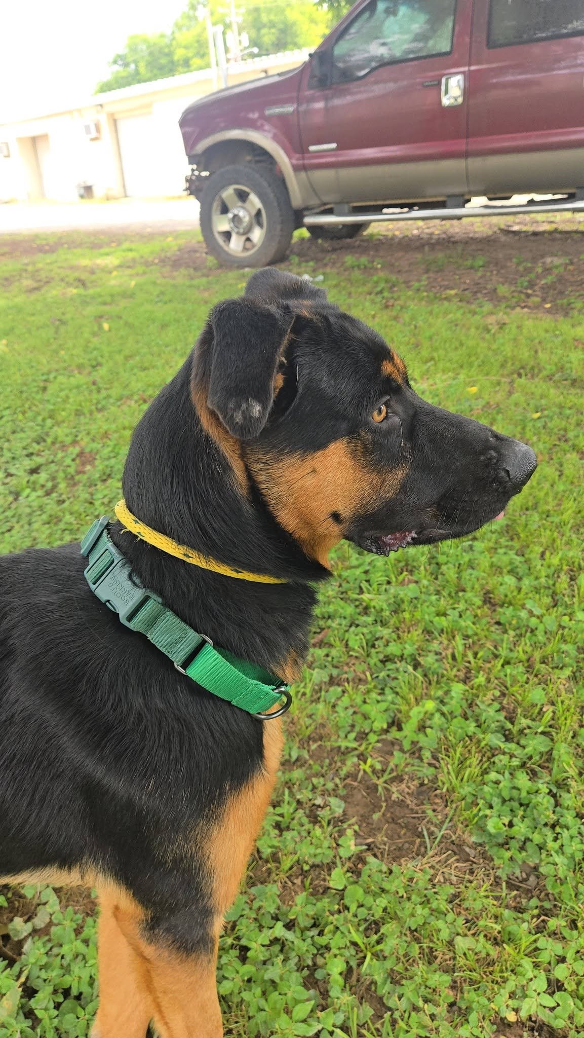 notorious-dog-rescue-woody-06.jpg
