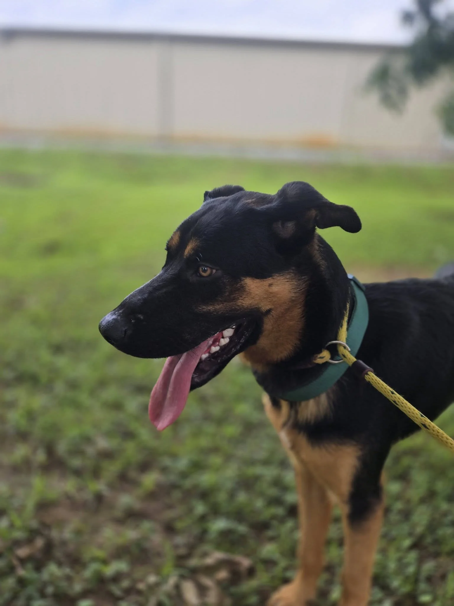 notorious-dog-rescue-woody-07.jpg