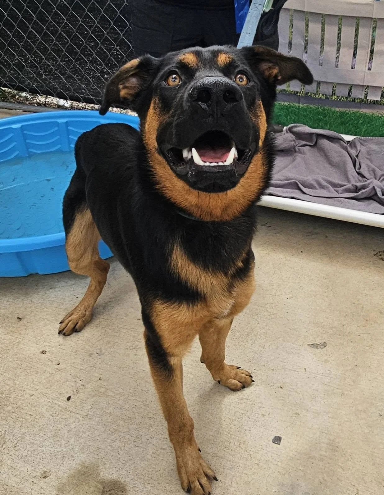 notorious-dog-rescue-woody-08.jpg