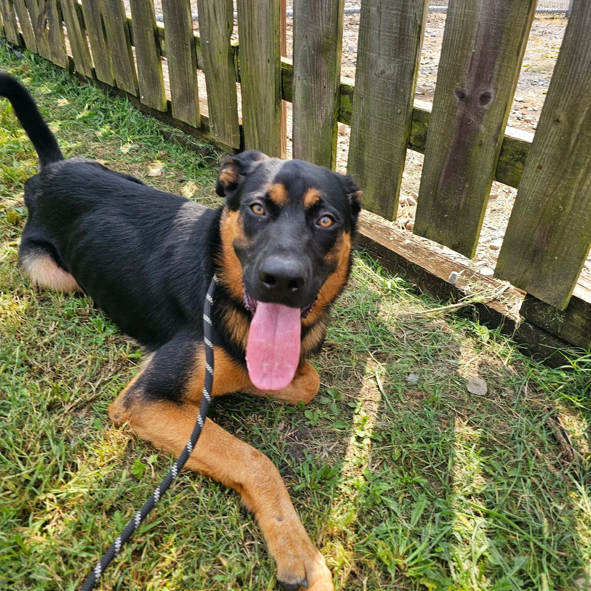 notorious-dog-rescue-woody-09.jpg