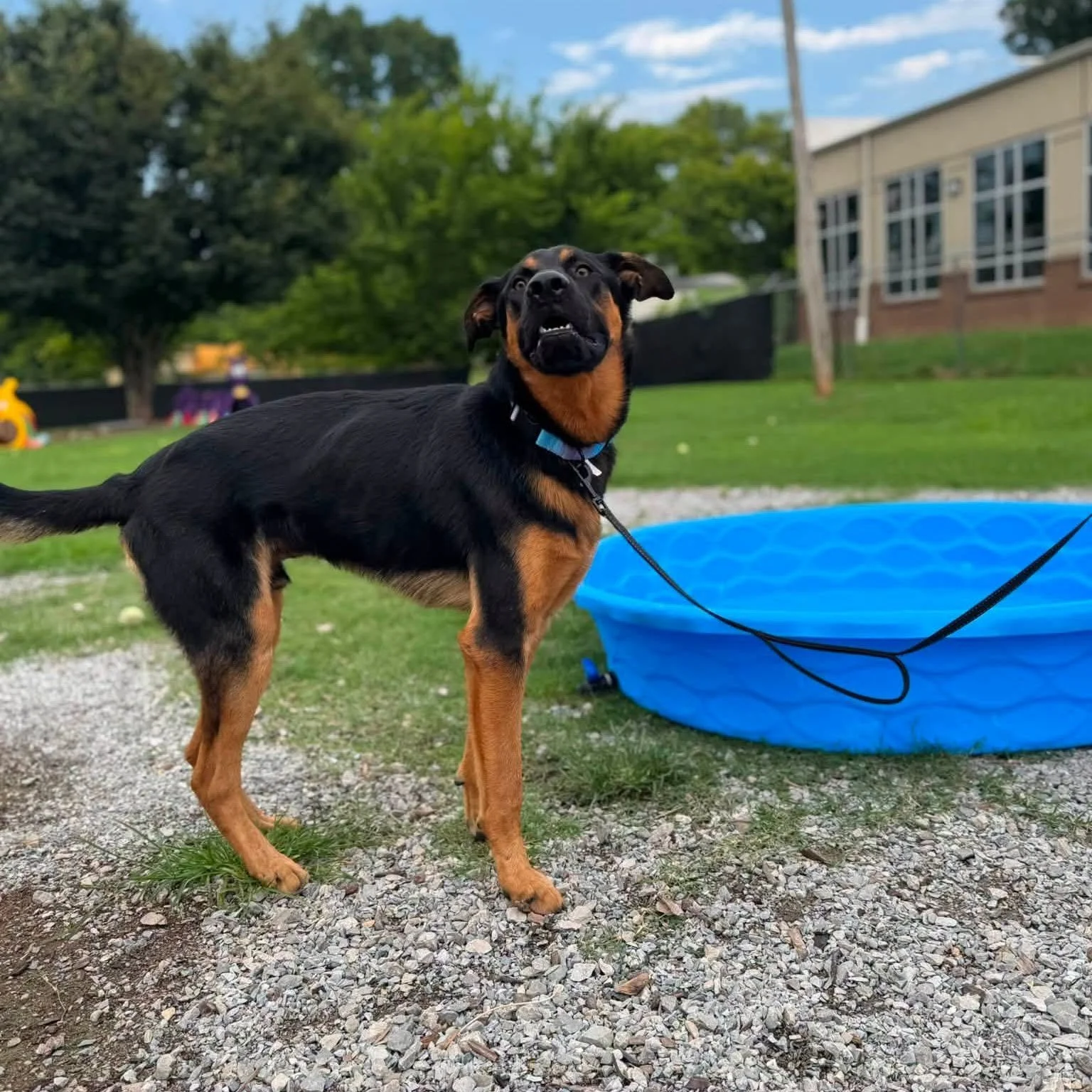 notorious-dog-rescue-woody-10.jpeg