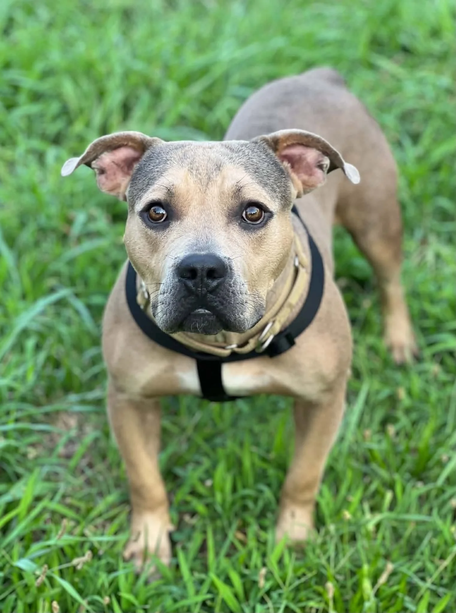 notorious-dog-rescue-milo-01.jpg