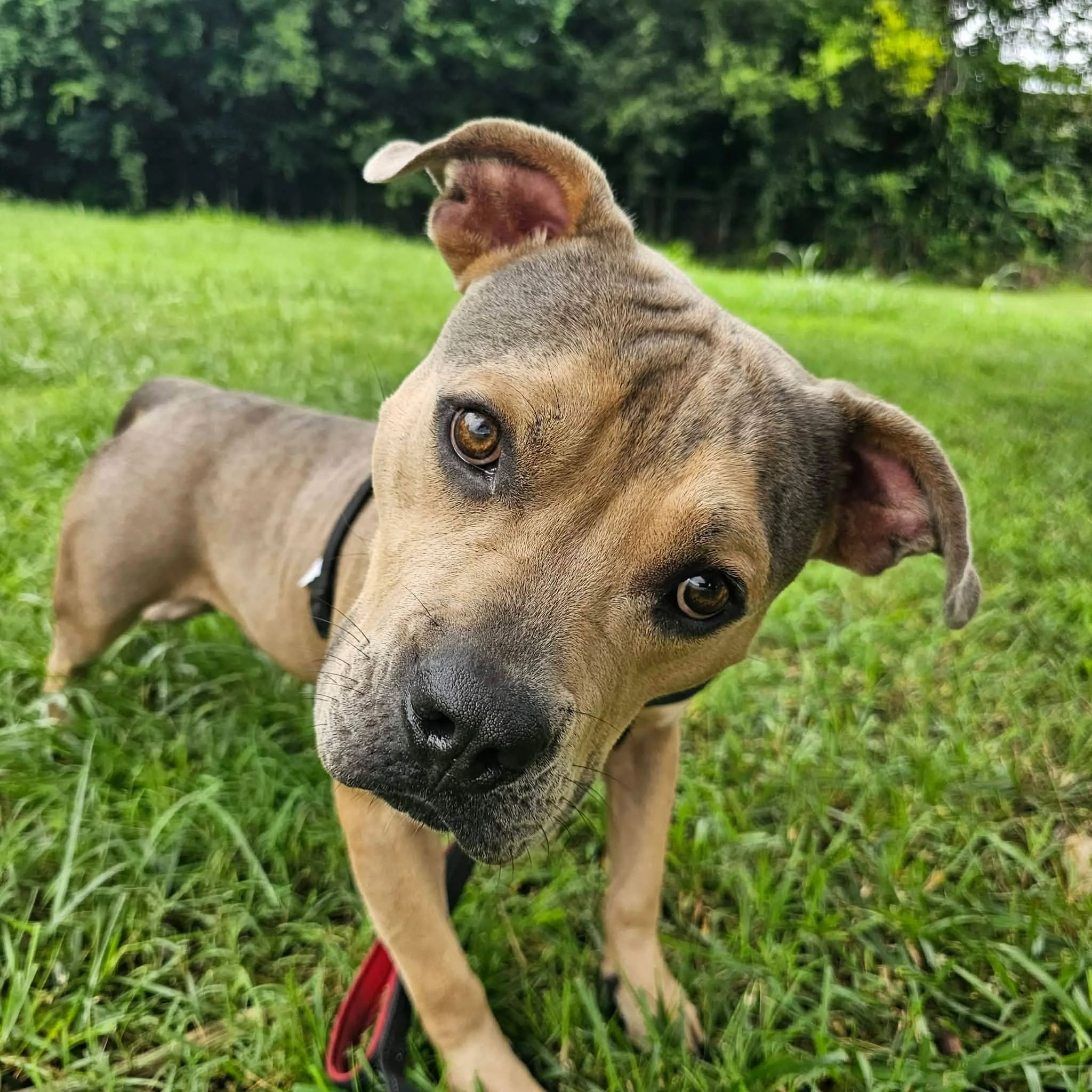 notorious-dog-rescue-milo-02.jpg