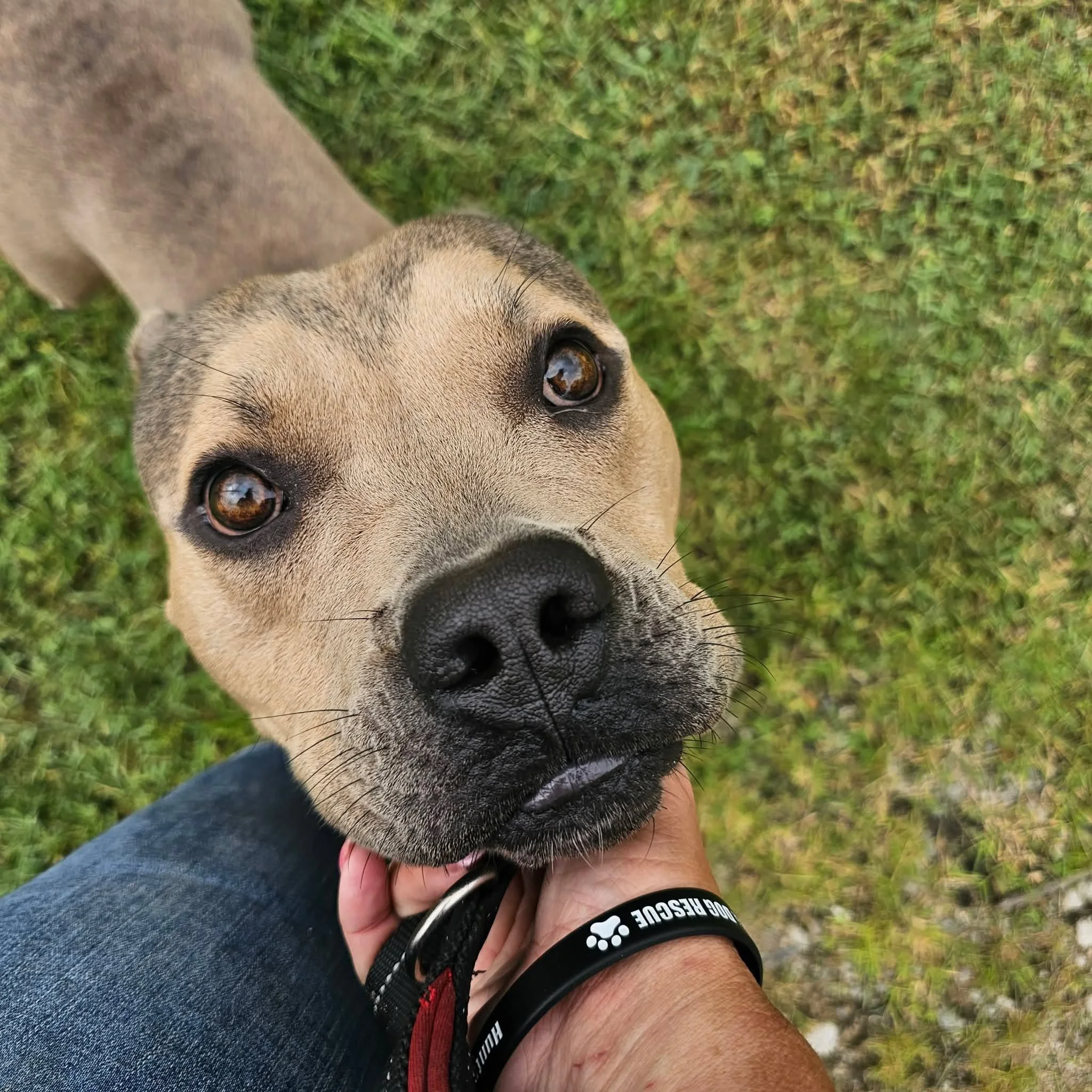 notorious-dog-rescue-milo-03.jpg