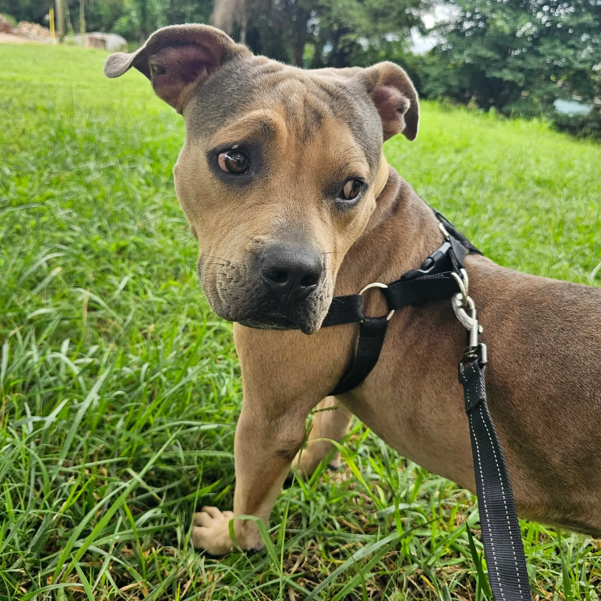 notorious-dog-rescue-milo-04.jpg