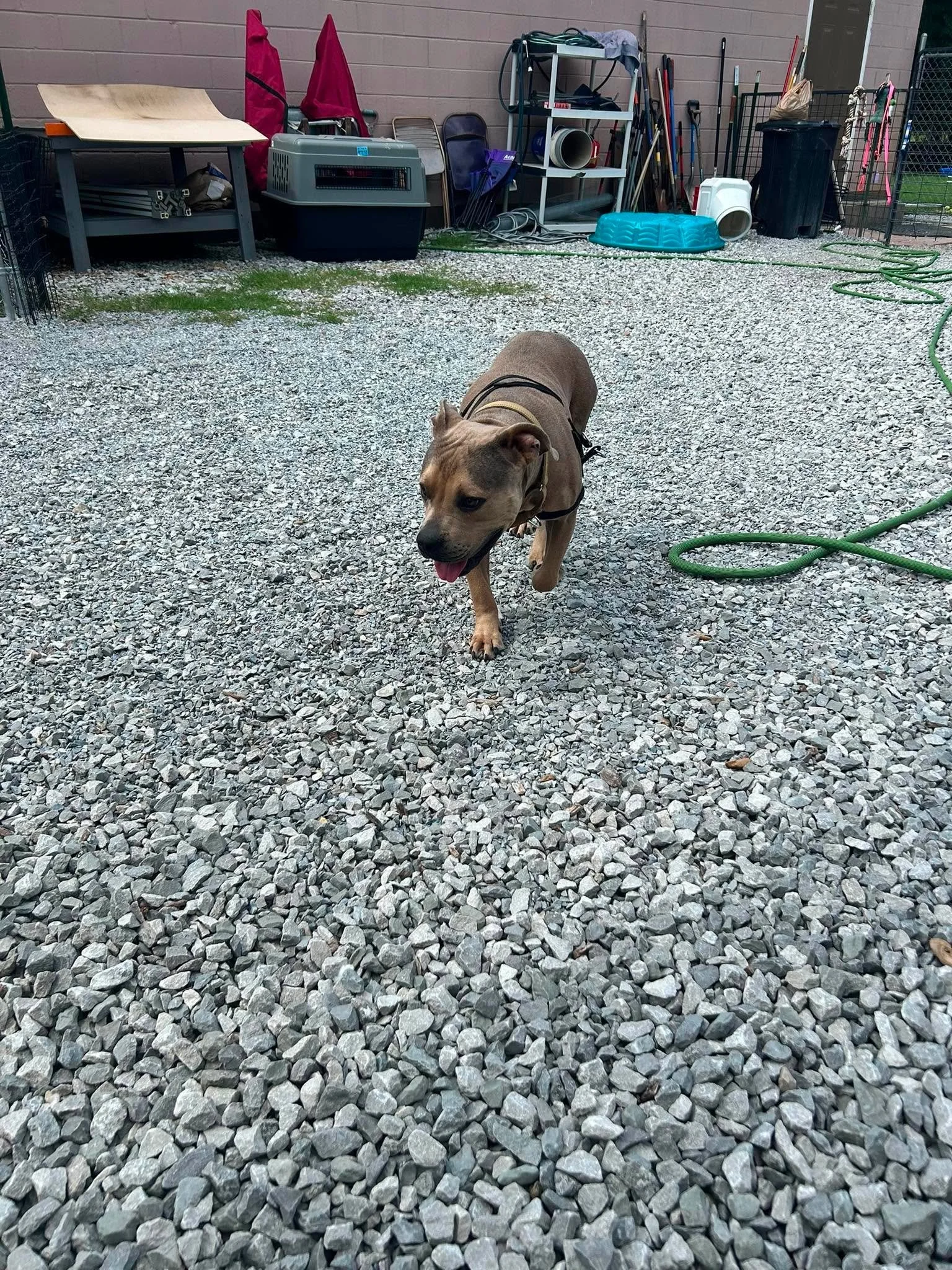 notorious-dog-rescue-milo-05.jpg