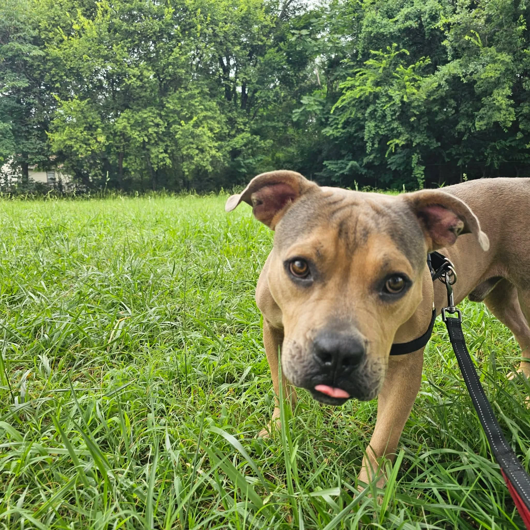 notorious-dog-rescue-milo-06.jpg